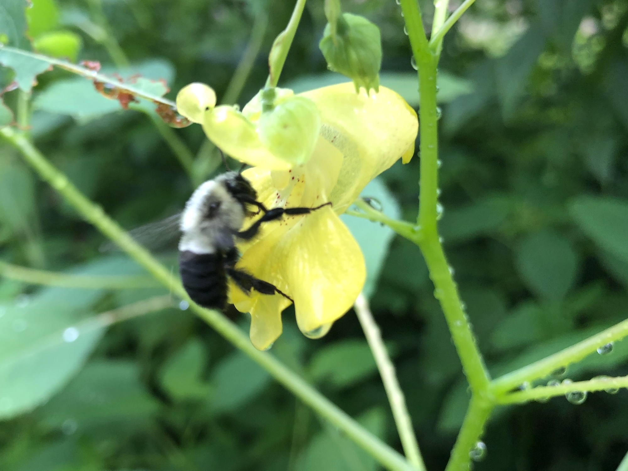 Bee on Yellow Jewelweed on July 29, 2019.