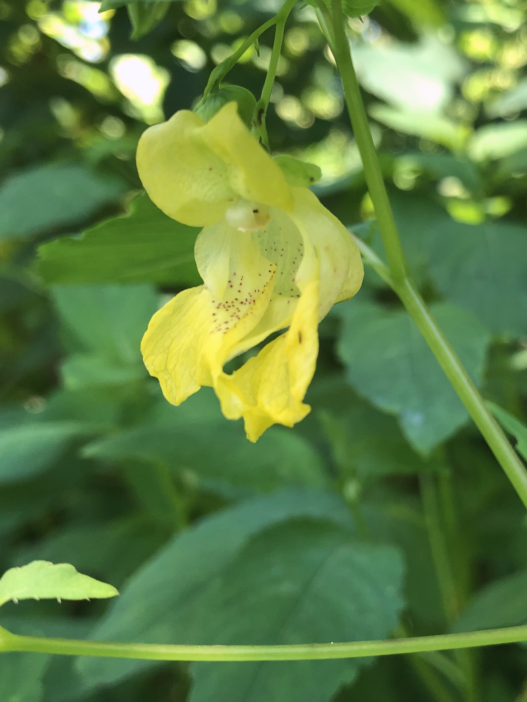 Yellow Jewelweed by Marston Springs on August 11, 2020.