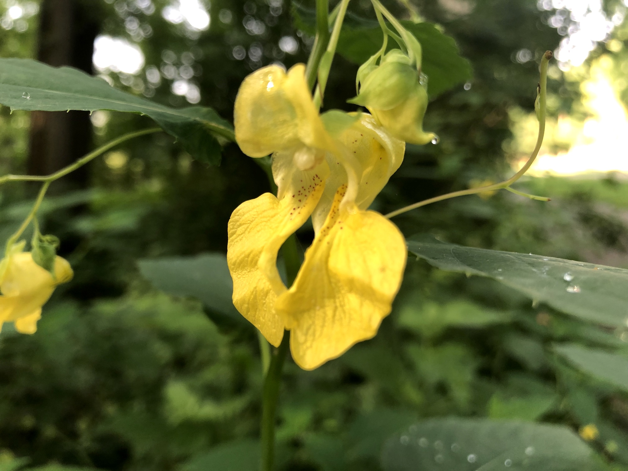 Yellow Jewelweed in the Oak Savanna on July 9, 2019.