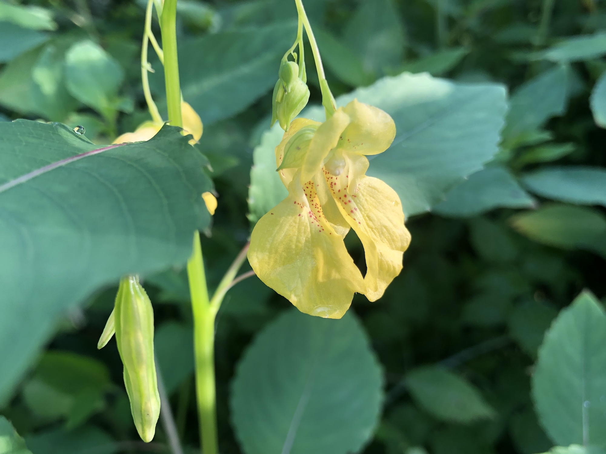 Yellow Jewelweed in the Oak Savanna on July 11, 2019.