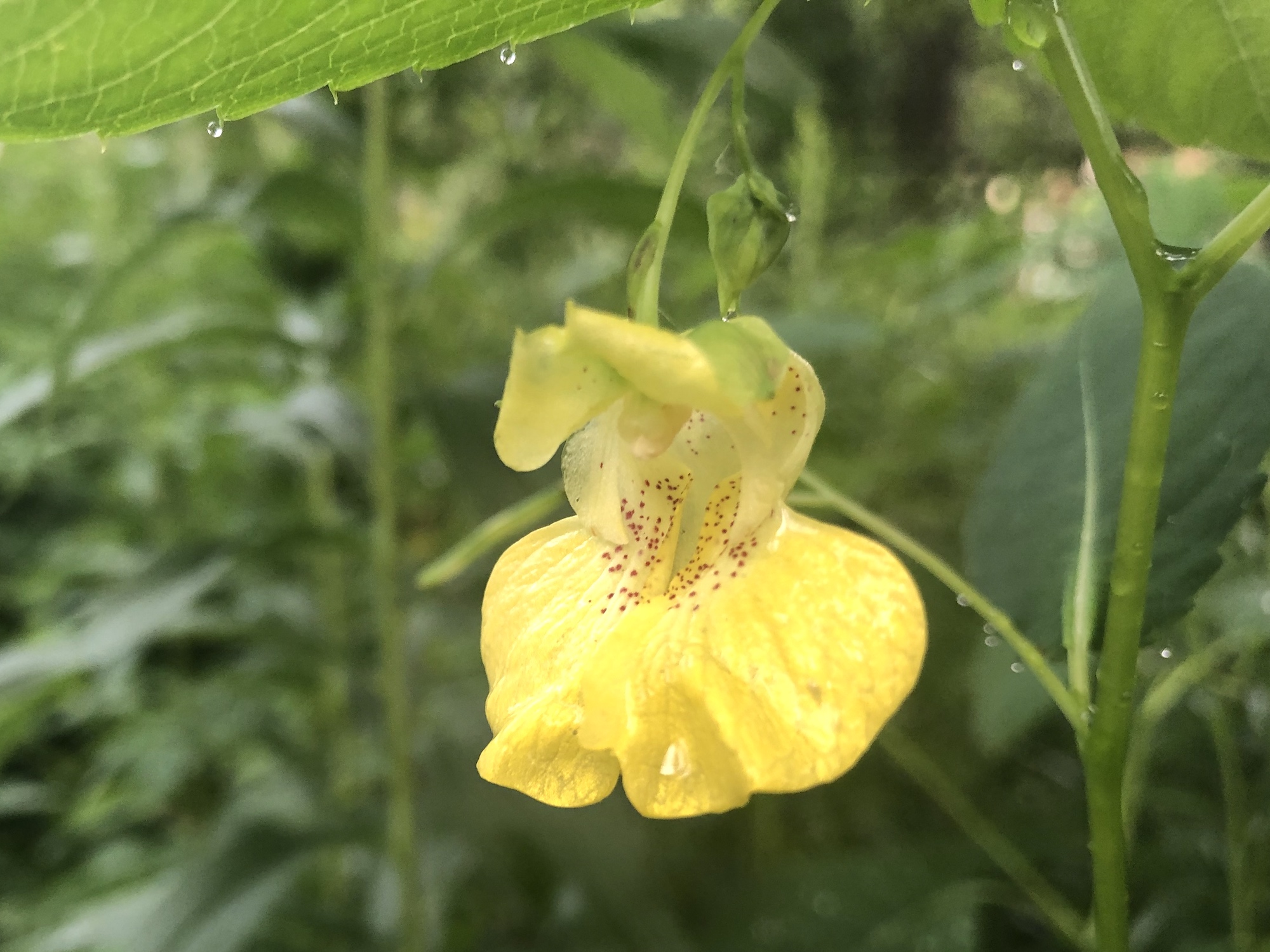 Yellow Jewelweed in the Oak Savanna on July 29, 2019.
