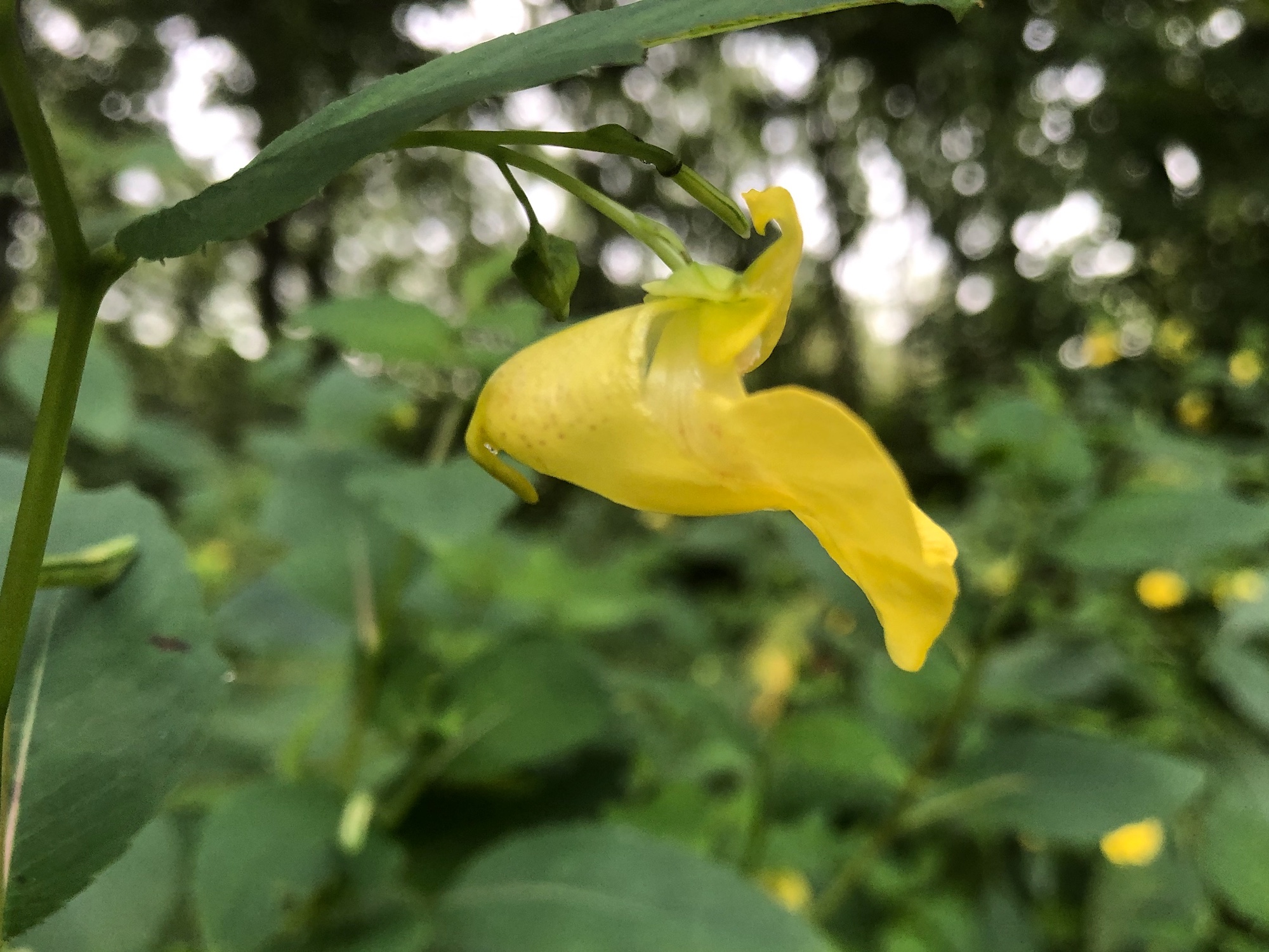 Yellow Jewelweed near the Duck Pond on August 21, 2019.