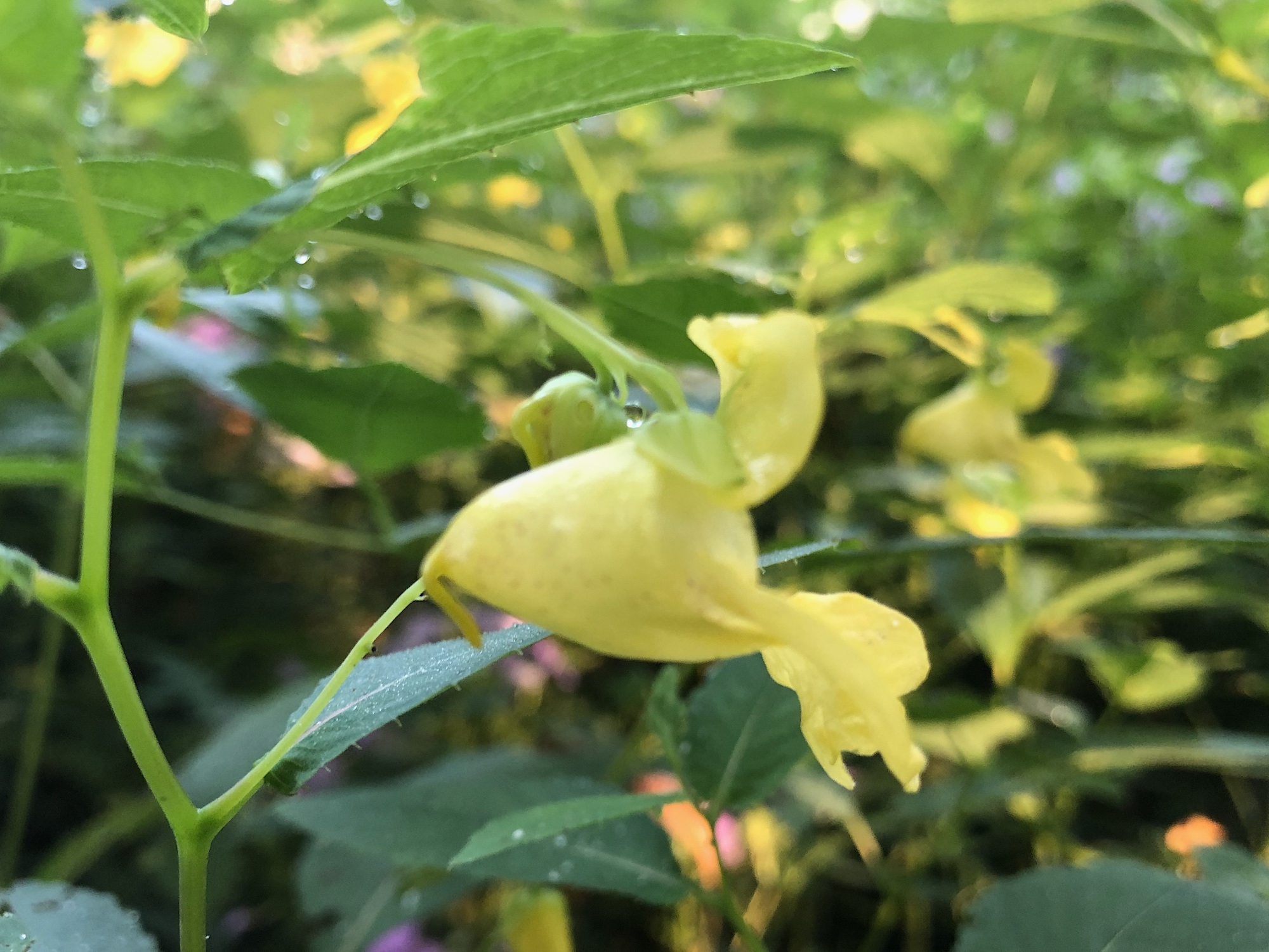 Yellow Jewelweed in the Oak Savanna on August 24, 2019.
