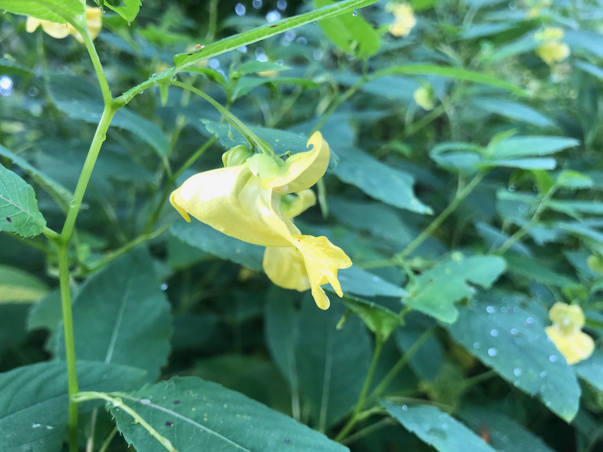 Yellow Jewelweed in the Oak Savanna on August 21, 2019.
