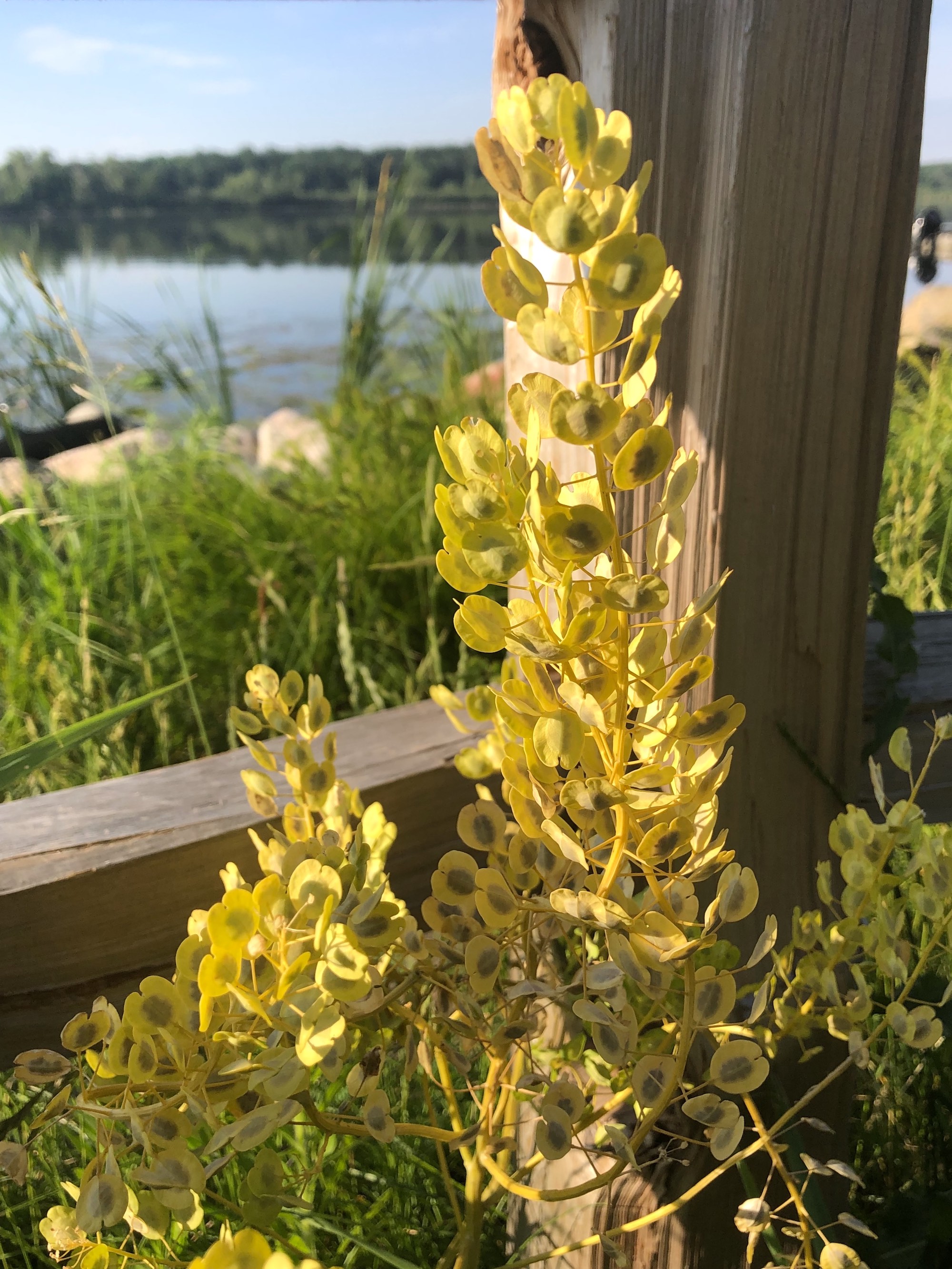 Field Pennycress in Wingra Park on shore of Lake Wingra on June 19, 2020.