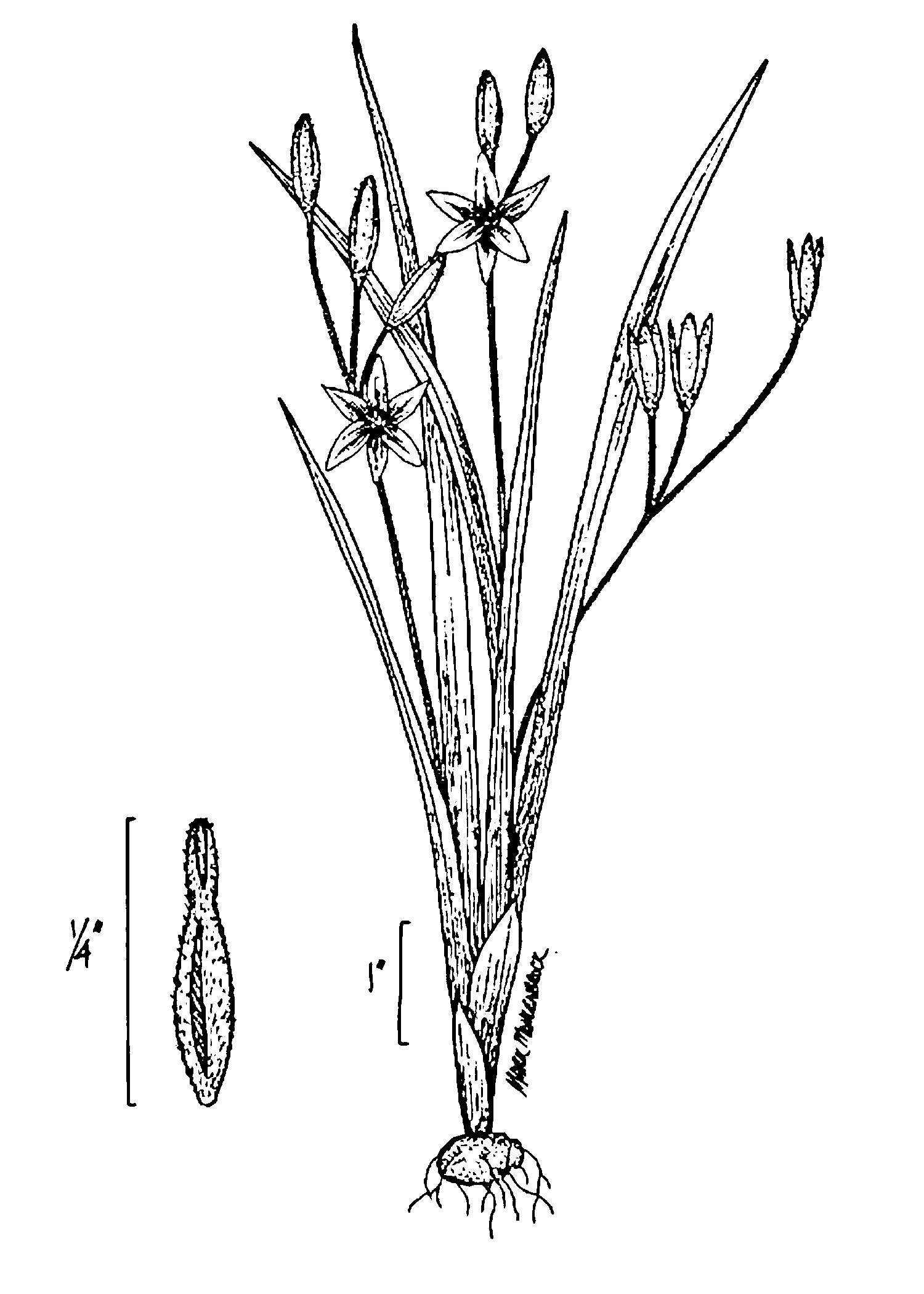 Hypoxis hirsuta line drawing from USDA  NRCS, Wetland flora Field office illustrated guide.