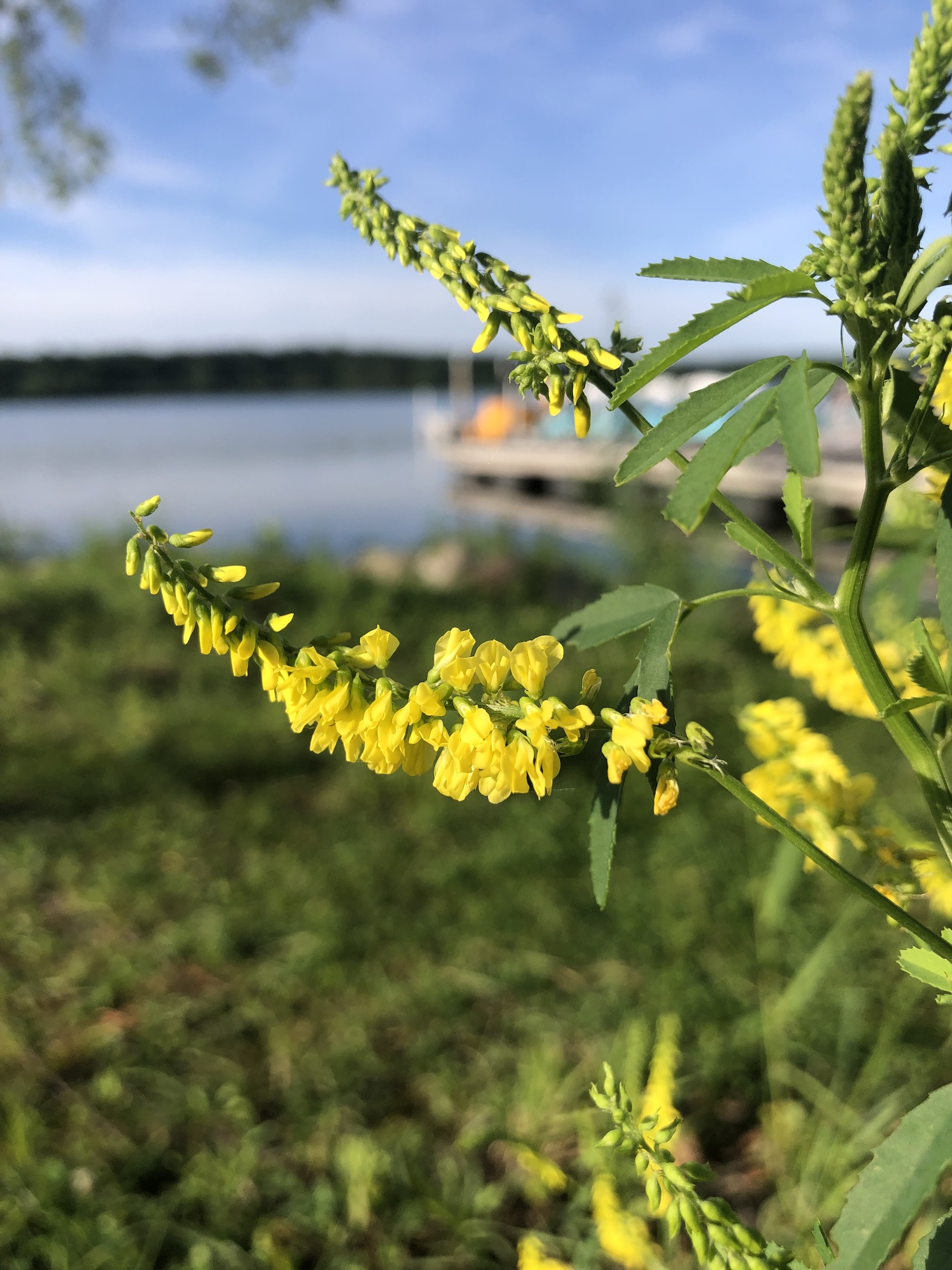 Yellow Sweet Clover near shore of Lake Wingra in Wingra Park in Madison, Wisconsin on June 17, 2022.
