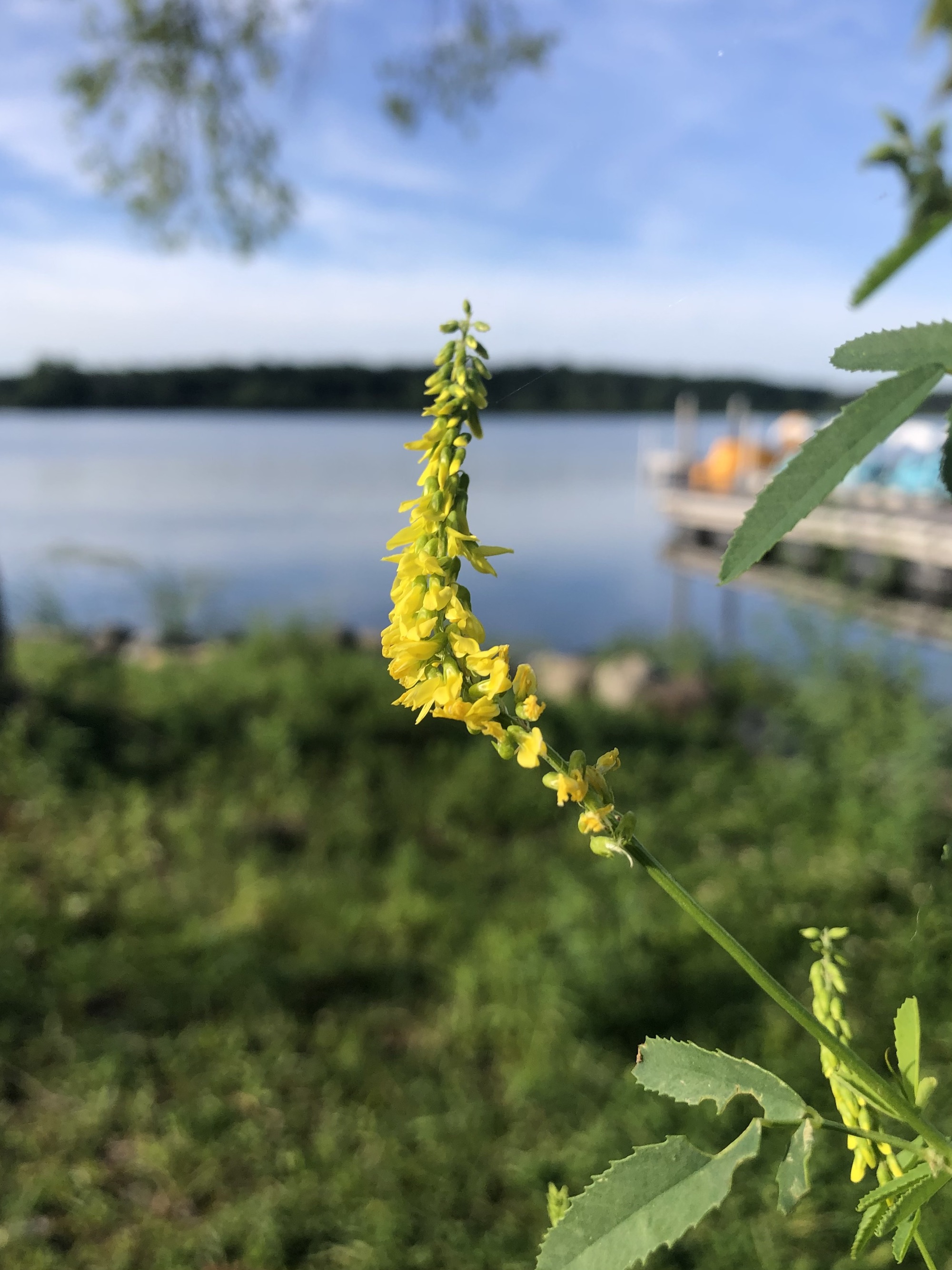 Yellow Sweet Clover near shore of Lake Wingra in Wingra Park in Madison, Wisconsin on June 17, 2022.