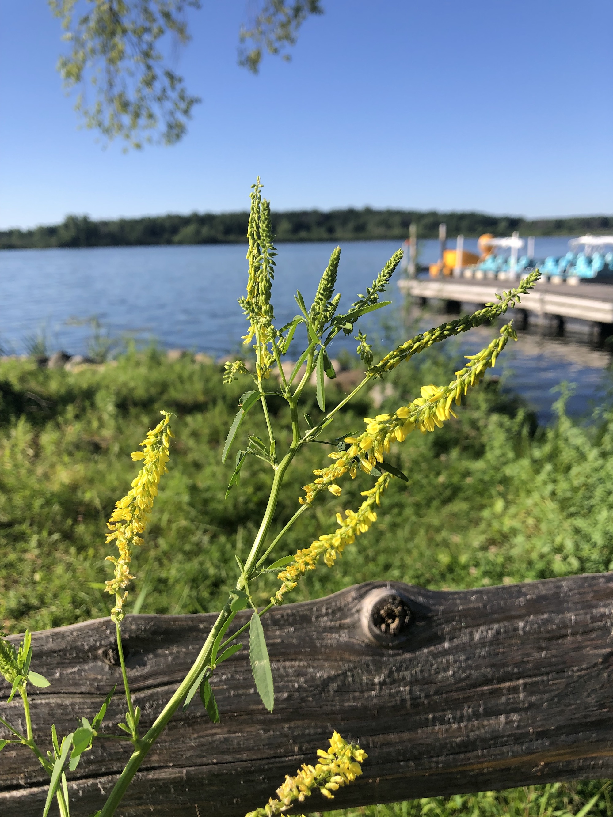 Yellow Sweet Clover near shore of Lake Wingra in Wingra Park in Madison, Wisconsin on June 18, 2022.