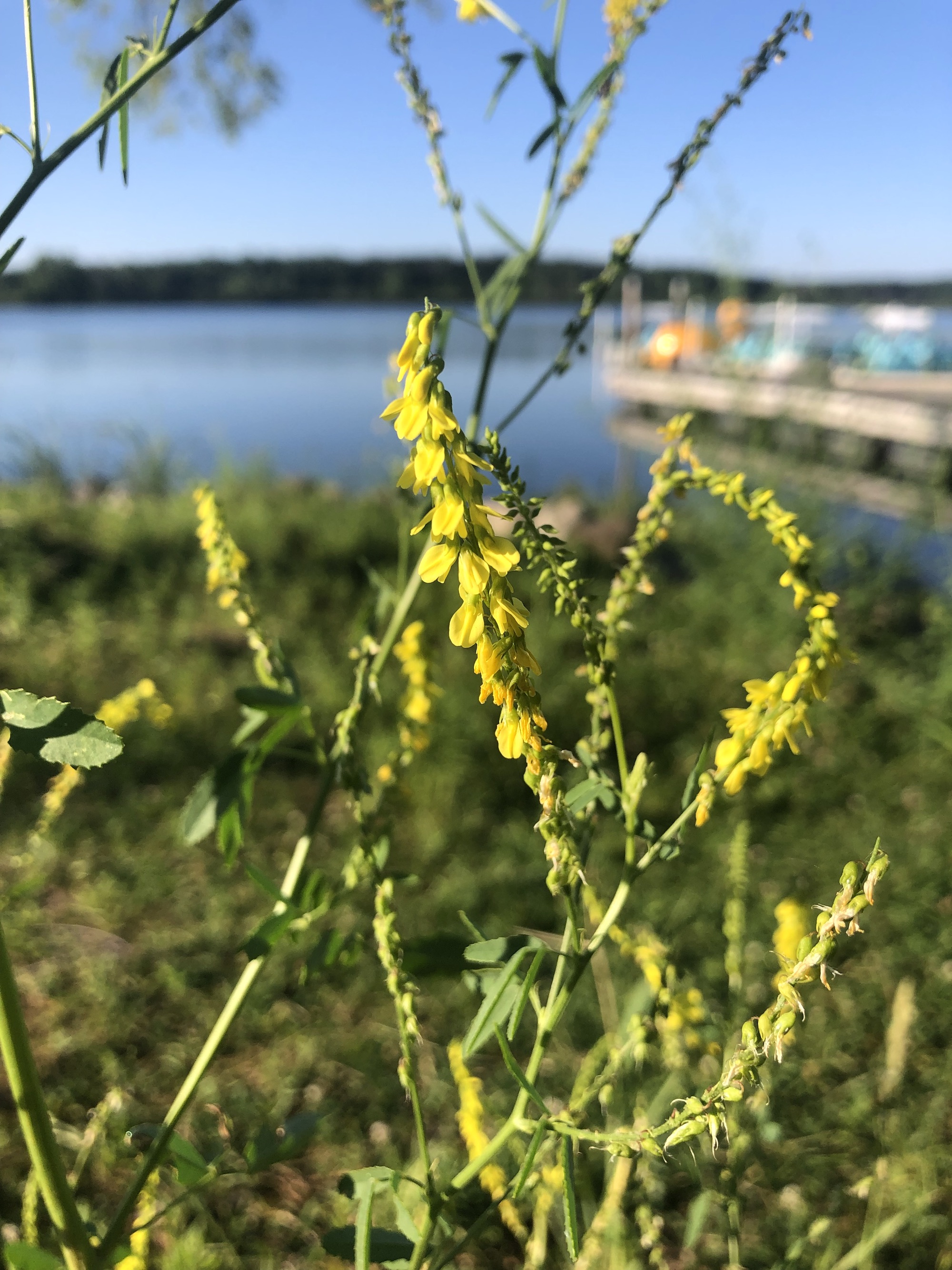 Yellow Sweet Clover by Lake Wingra at Wingra Boats in Madison, Wisconsin on June 27, 2022.