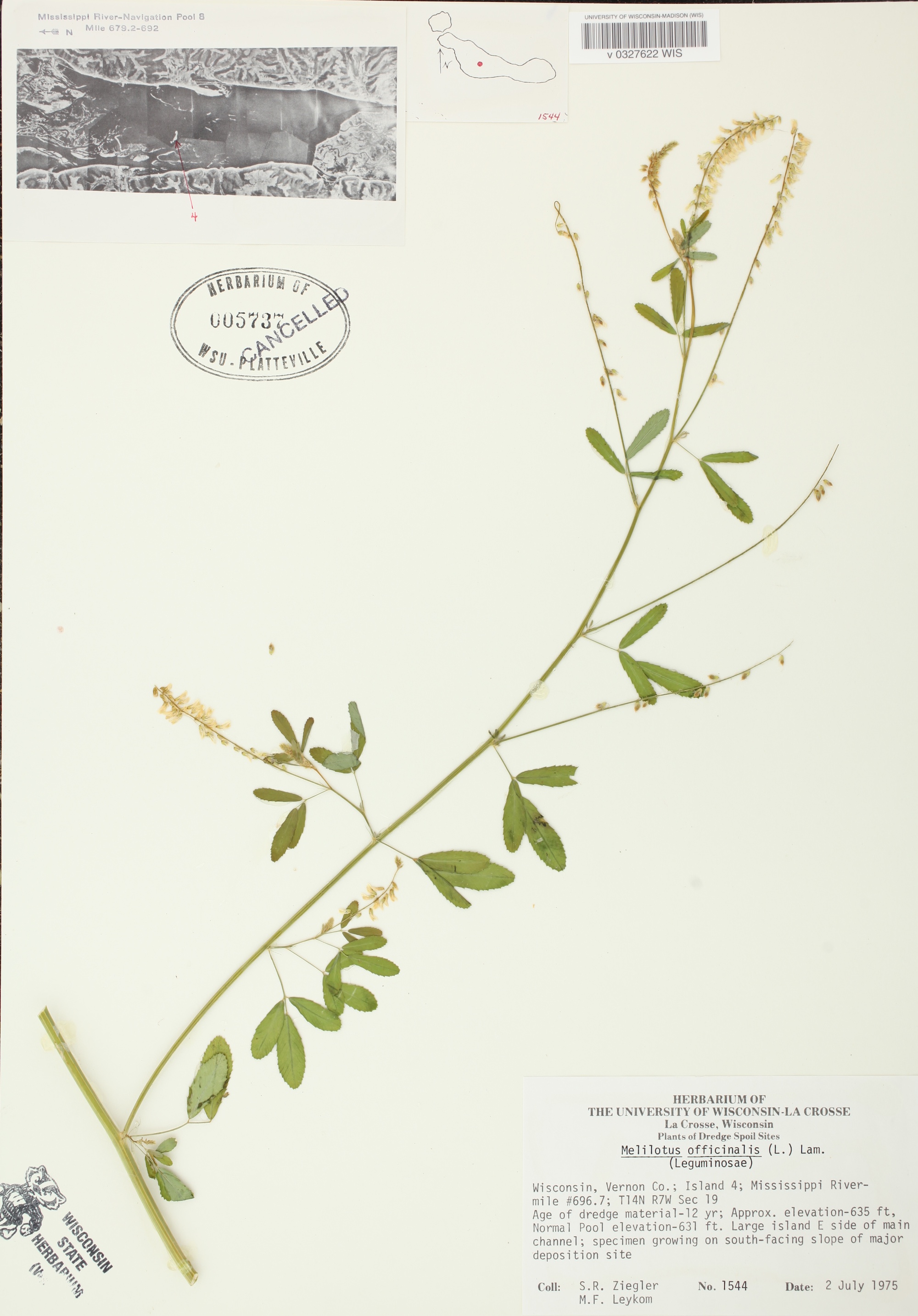 Yellow Sweet Clover specimen collected on an island in the Mississippi River in Vernon County Wisconsin on July 2, 1975.