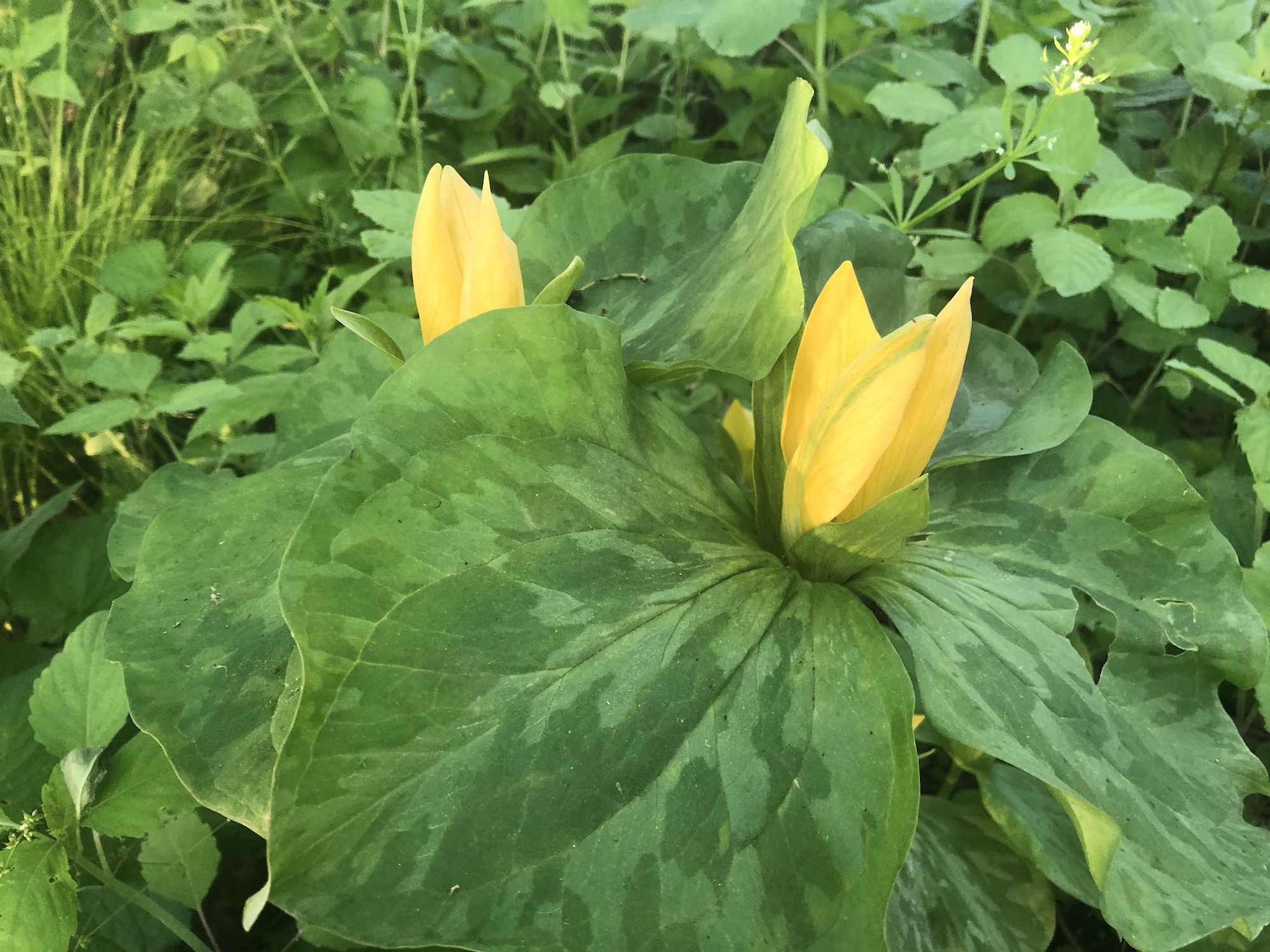 Trillium off of bike path between Marion Dunn and Duck Pond on May 31, 2020.