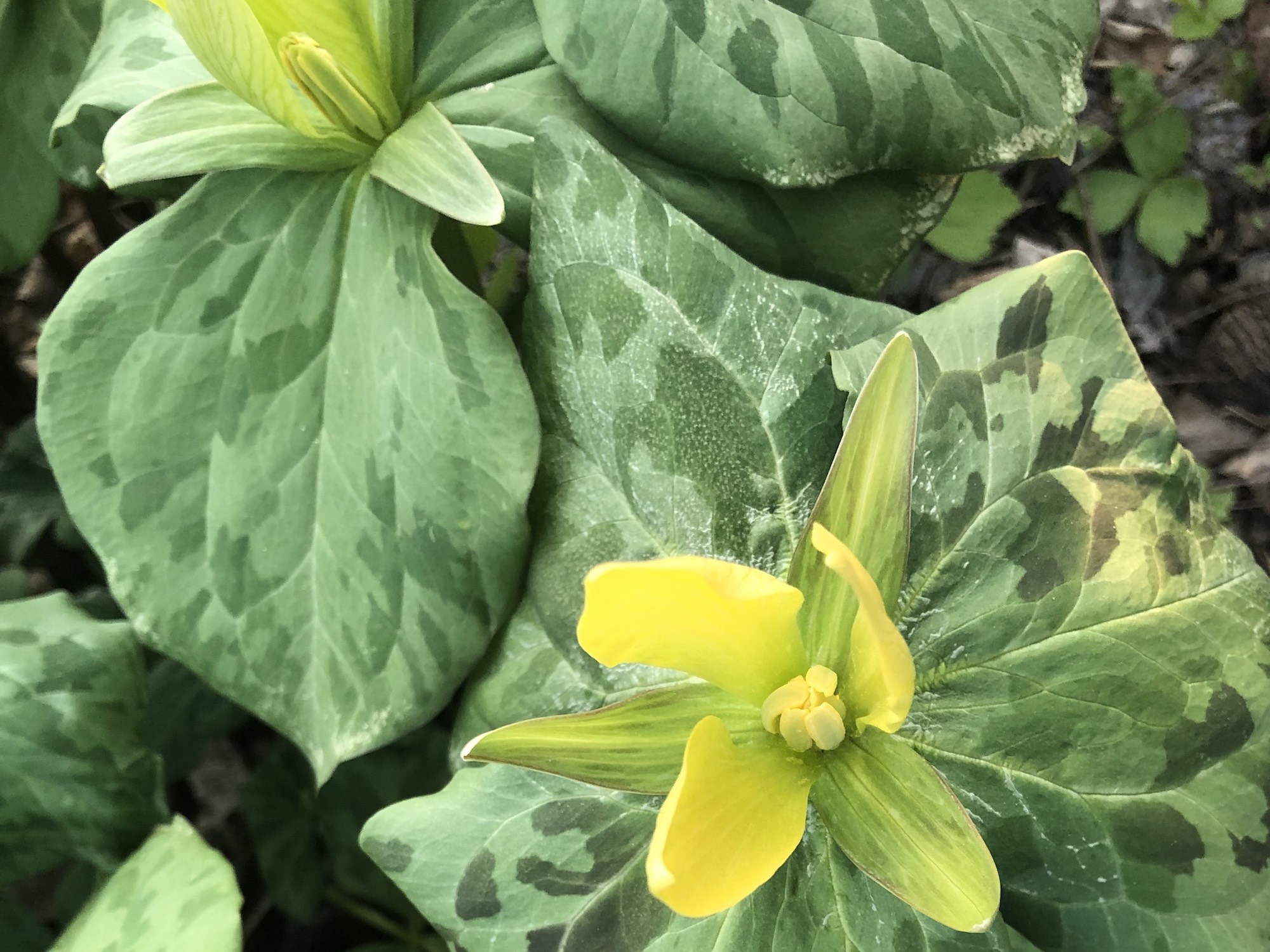Yellow Trillium off of bike path between Marion Dunn and Duck Pond on April 26, 2021.