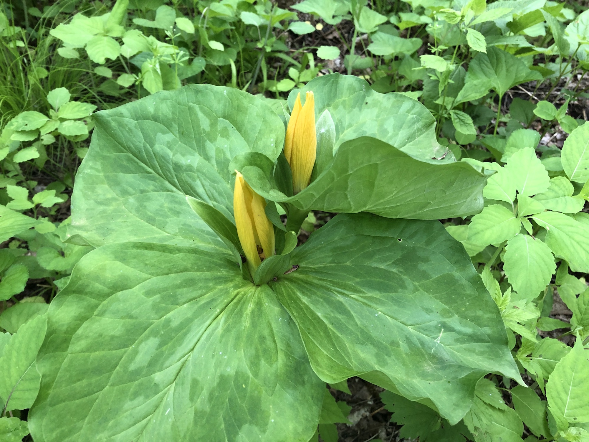 Trillium off of bike path between Marion Dunn and Duck Pond on June 3, 2019.