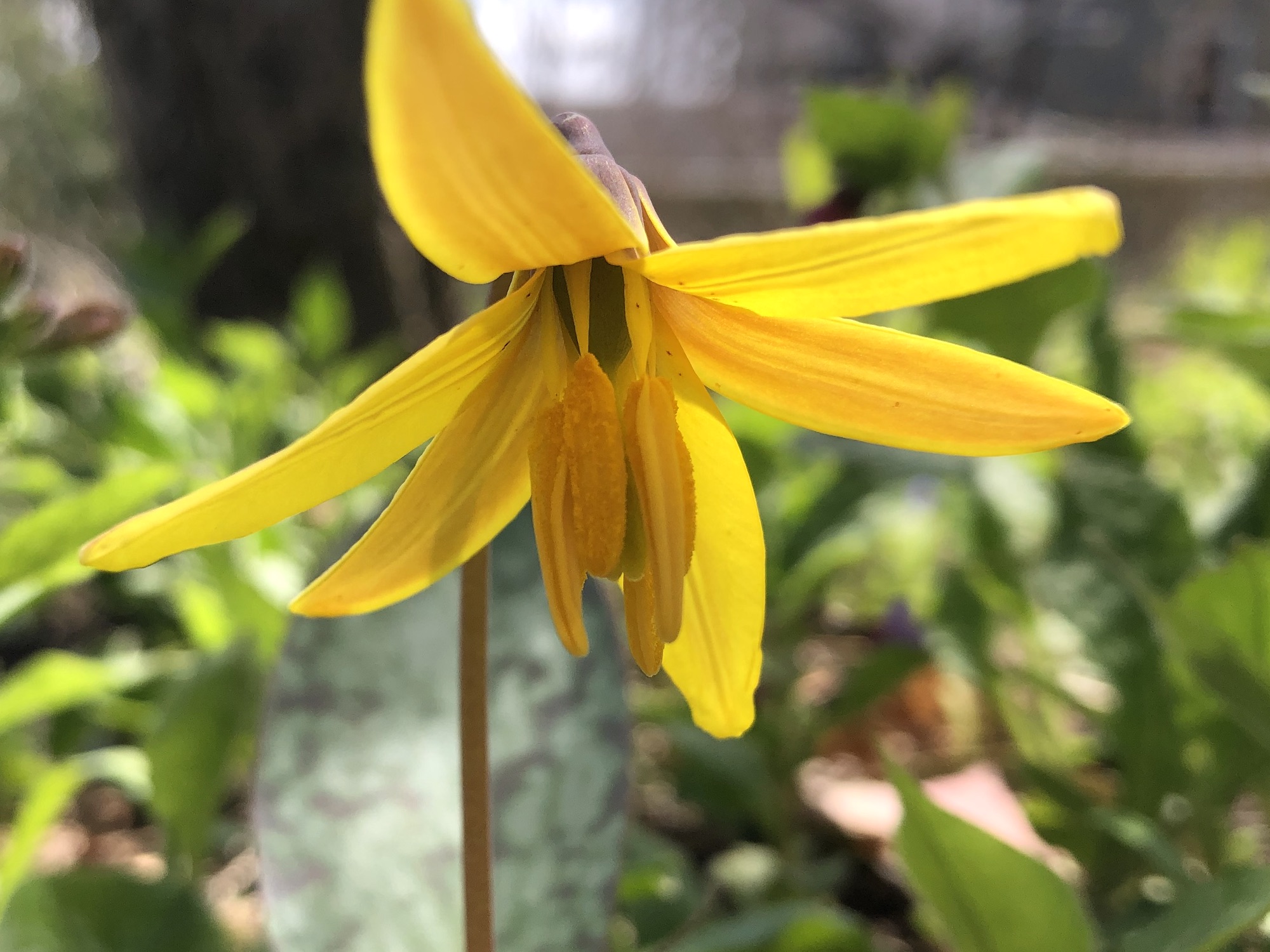 Yellow Trout Lily.