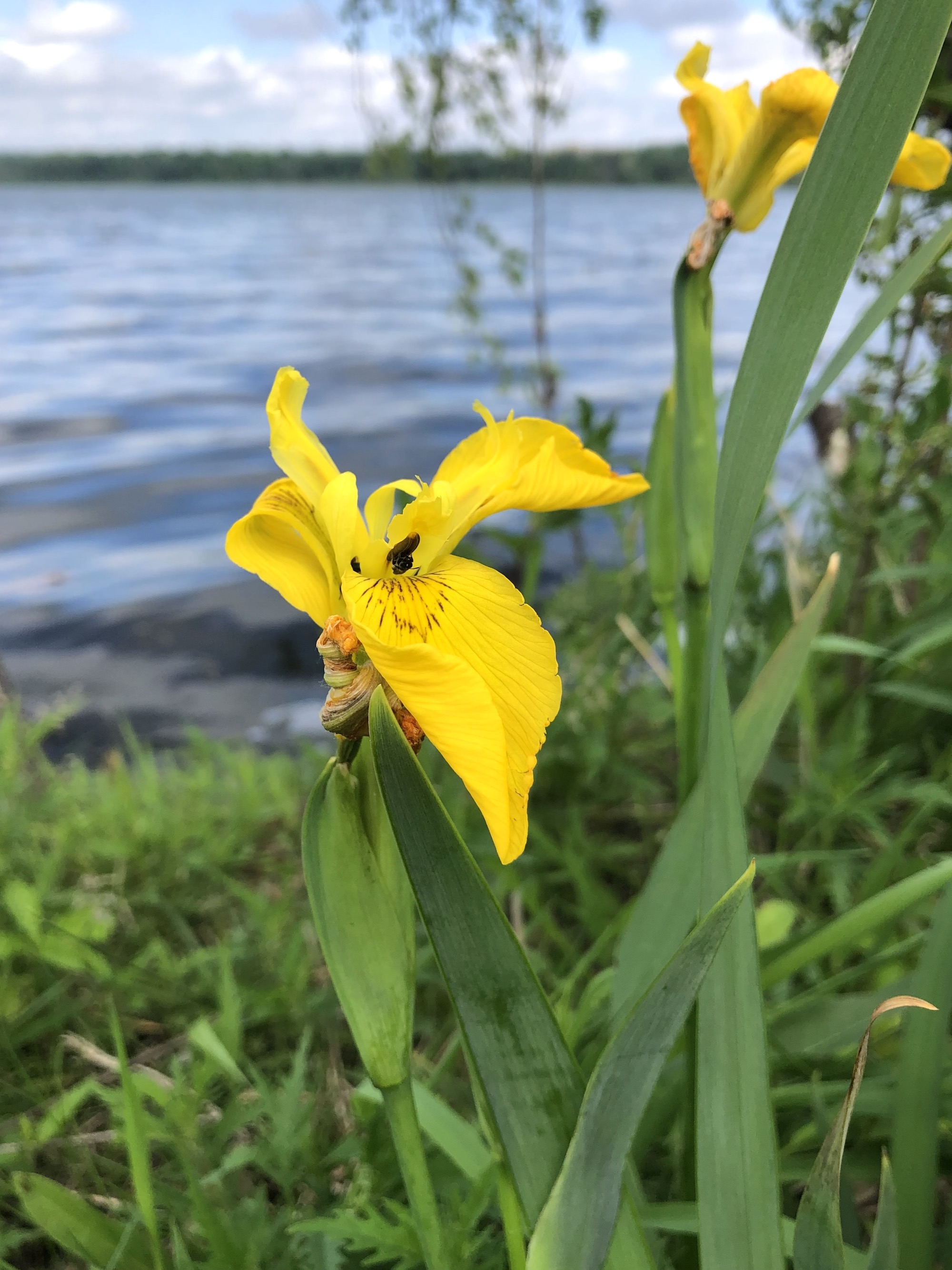 Yellow Flag Iris on south shore of Lake Wingra on May 25, 2021.
