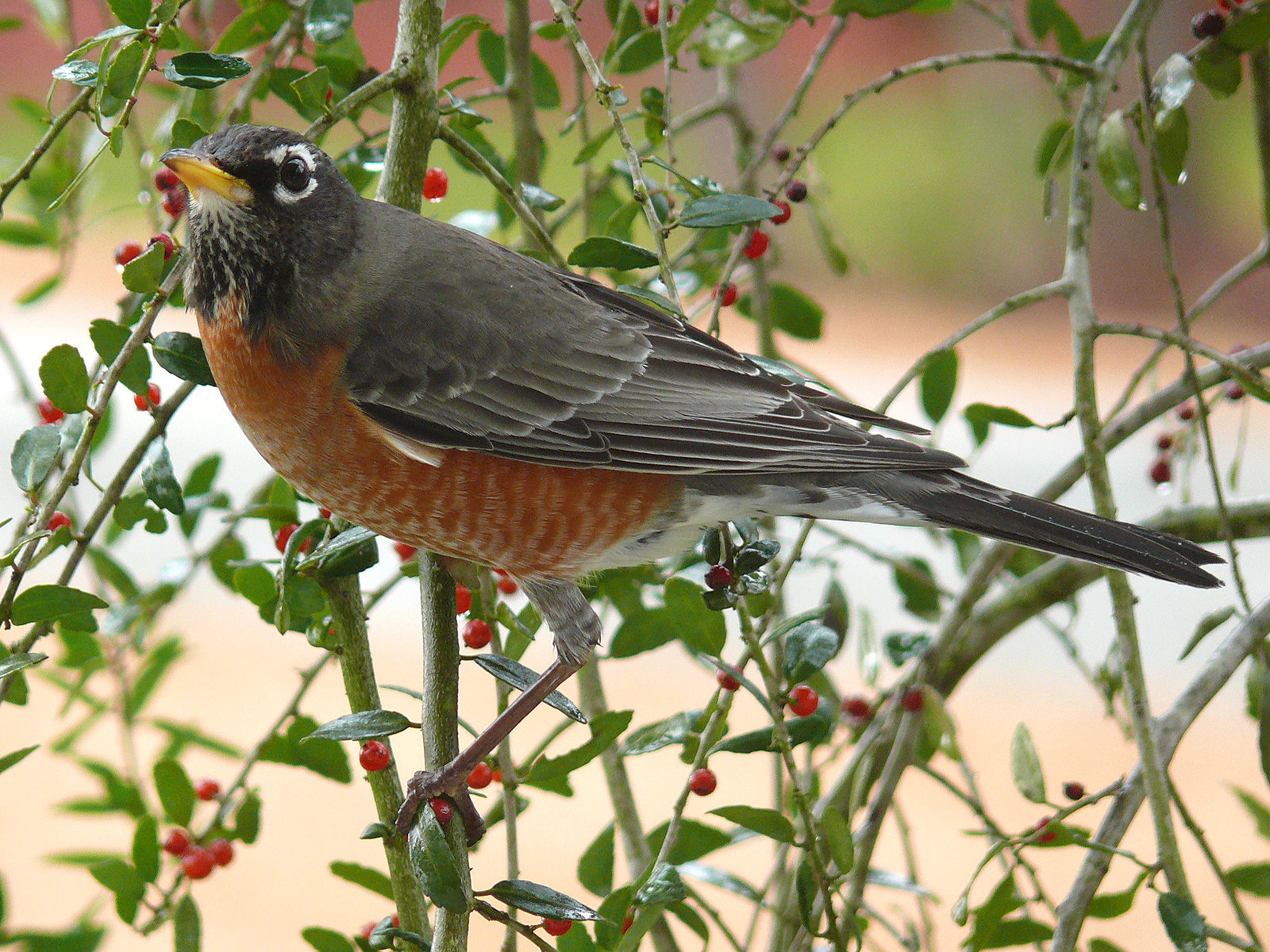 The Wisconsin State Bird is the robin.