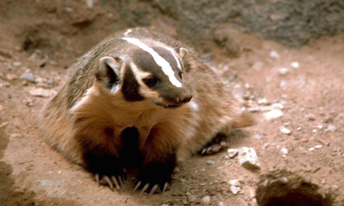 Wisconsin State Animal is the Badger.