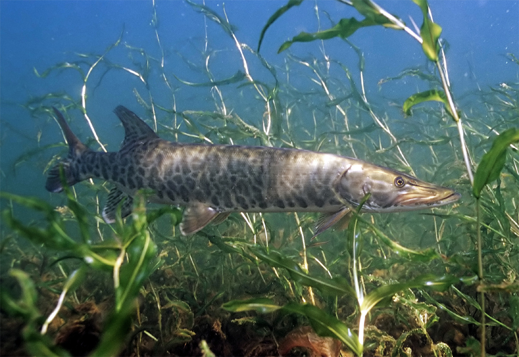 The Wisconsin State Fish is the muskie.