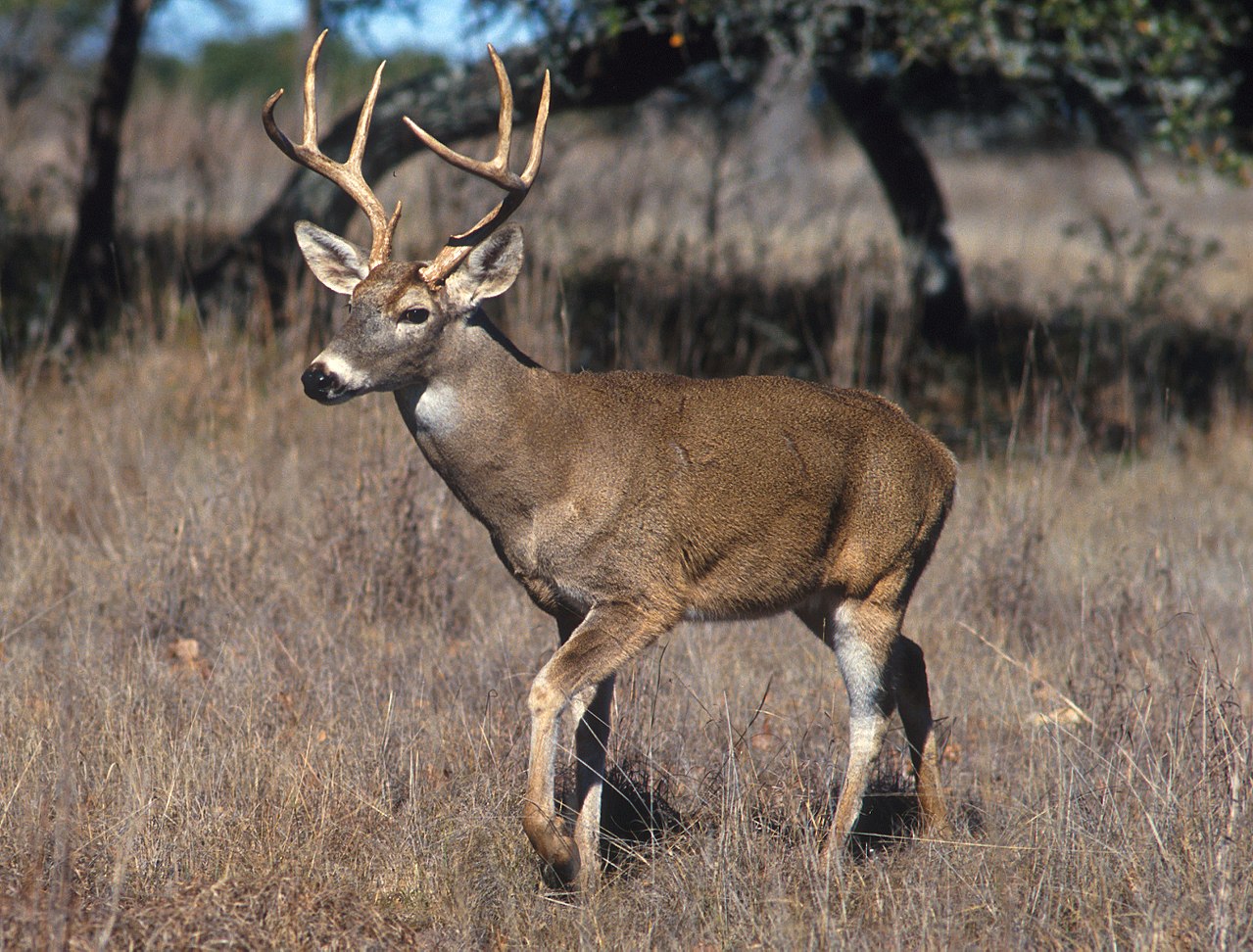 Wisconsin State wildlife animal is the White-tail Deer (Odocoileus virginianus).