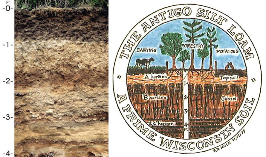 The Wisconsin State Soil is Antigo Silt Loam (Typic glossoboralf).
