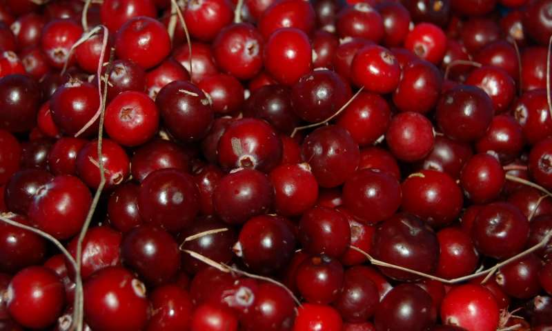 The Wisconsin State Fruit is the cranberry (Vaccinium macrocarpon).
