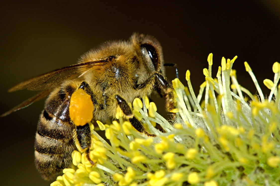 The Wisconsin State Insect is the Honey Bee (Apis mellifera).