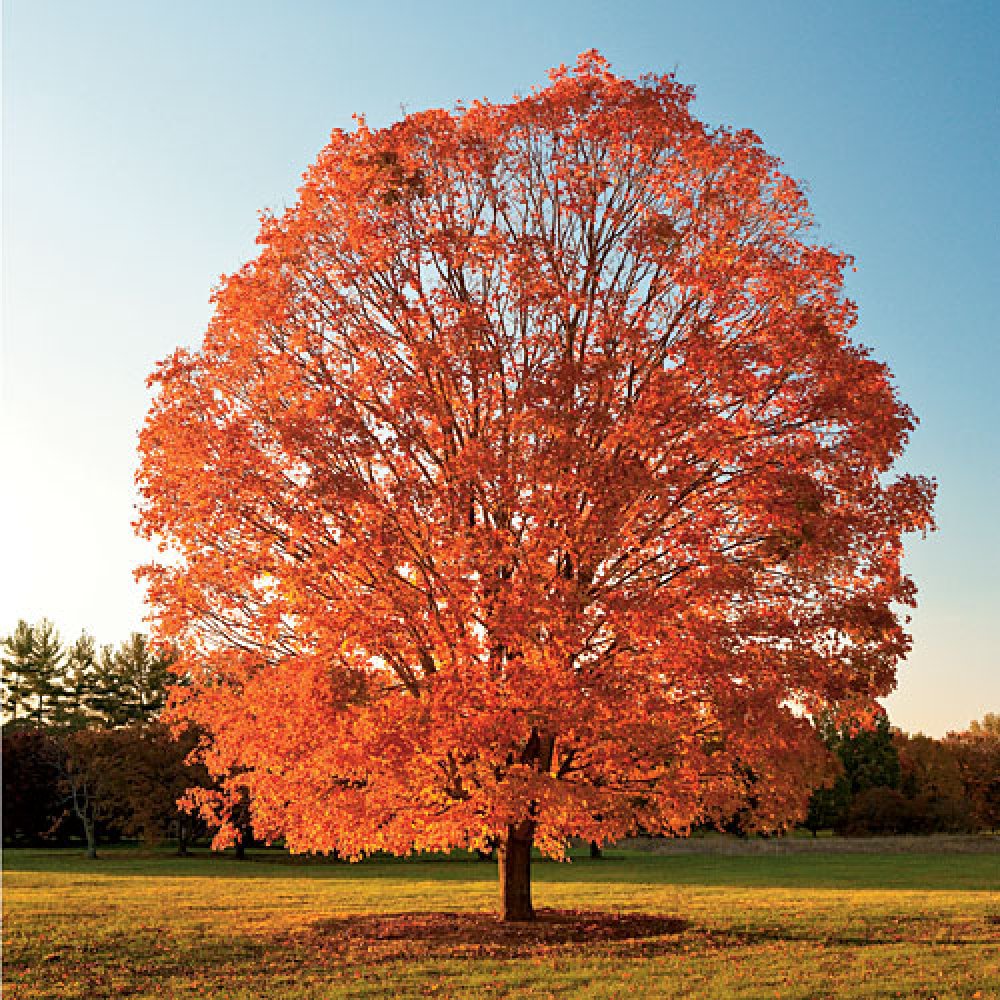 The Wisconsin State Tree is the Sugar Maple (Acer saccharum).