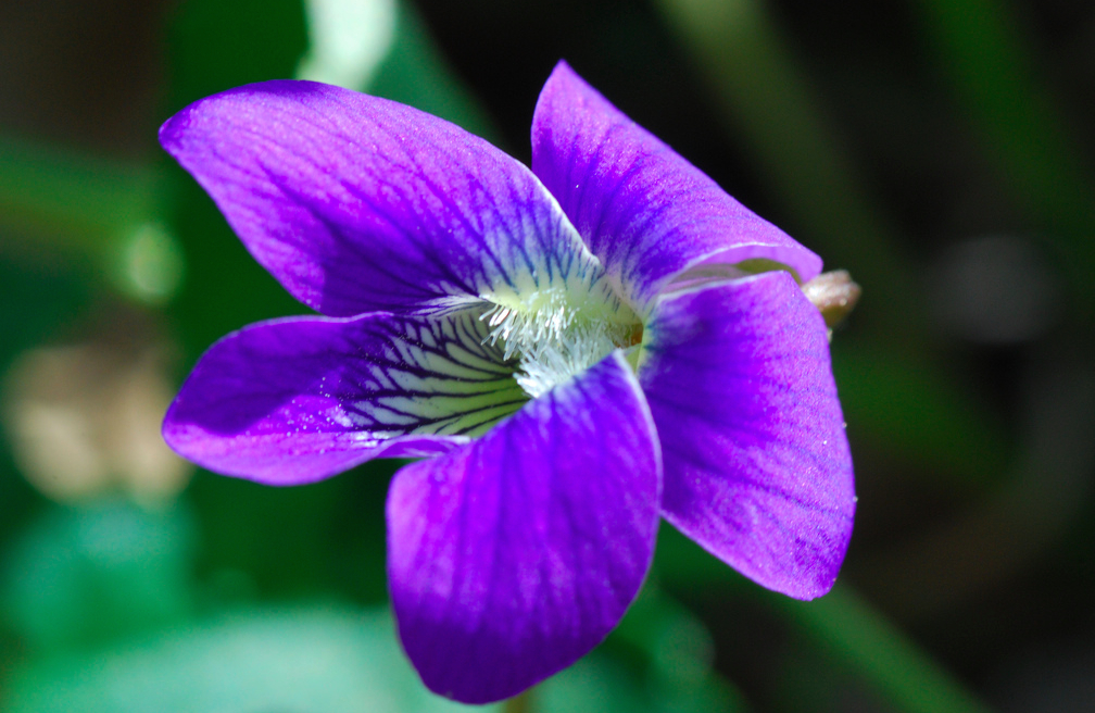 The Wisconsin State Flower is the Wood Violet (Viola papilionacea).