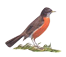 The Wisconsin State bird is the robin.