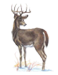 The Wisconsin State wildlife animal is the Bladder-tailed deer.