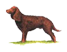 The Wisconsin State dog is the American Water Spaniel.