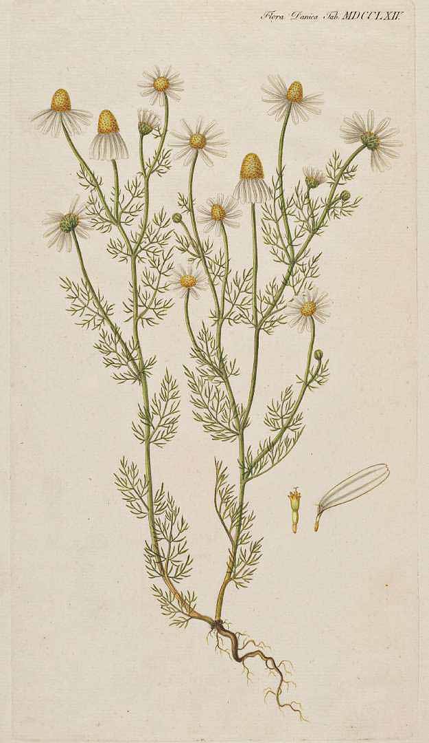 1764 Chamomile botanical illustration.