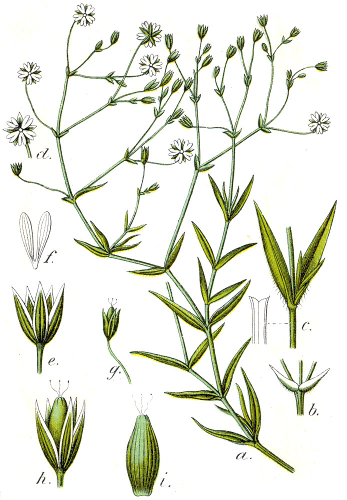 1796 botanical illustration of Stellaria graminea by Jacob Sturm.