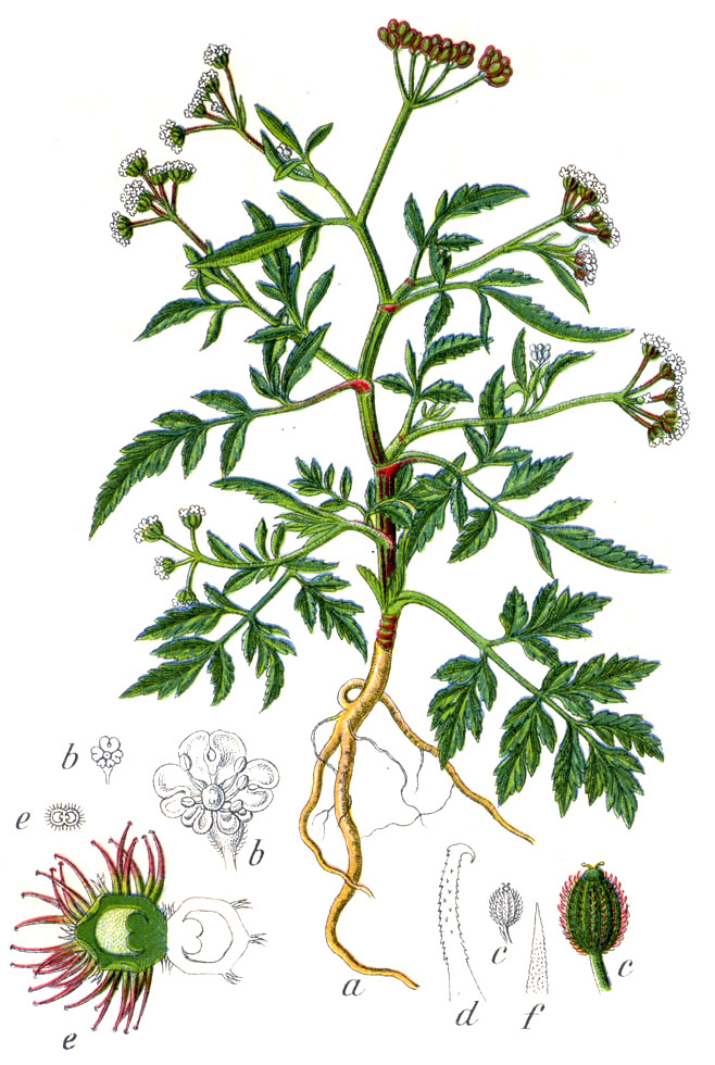 Hedge Parsley Botanical illustration by Jacob Sturm circa 1796.