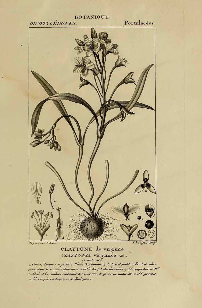 1816-1829 botanical illustration of Springbeauty (Claytonia Virginica).