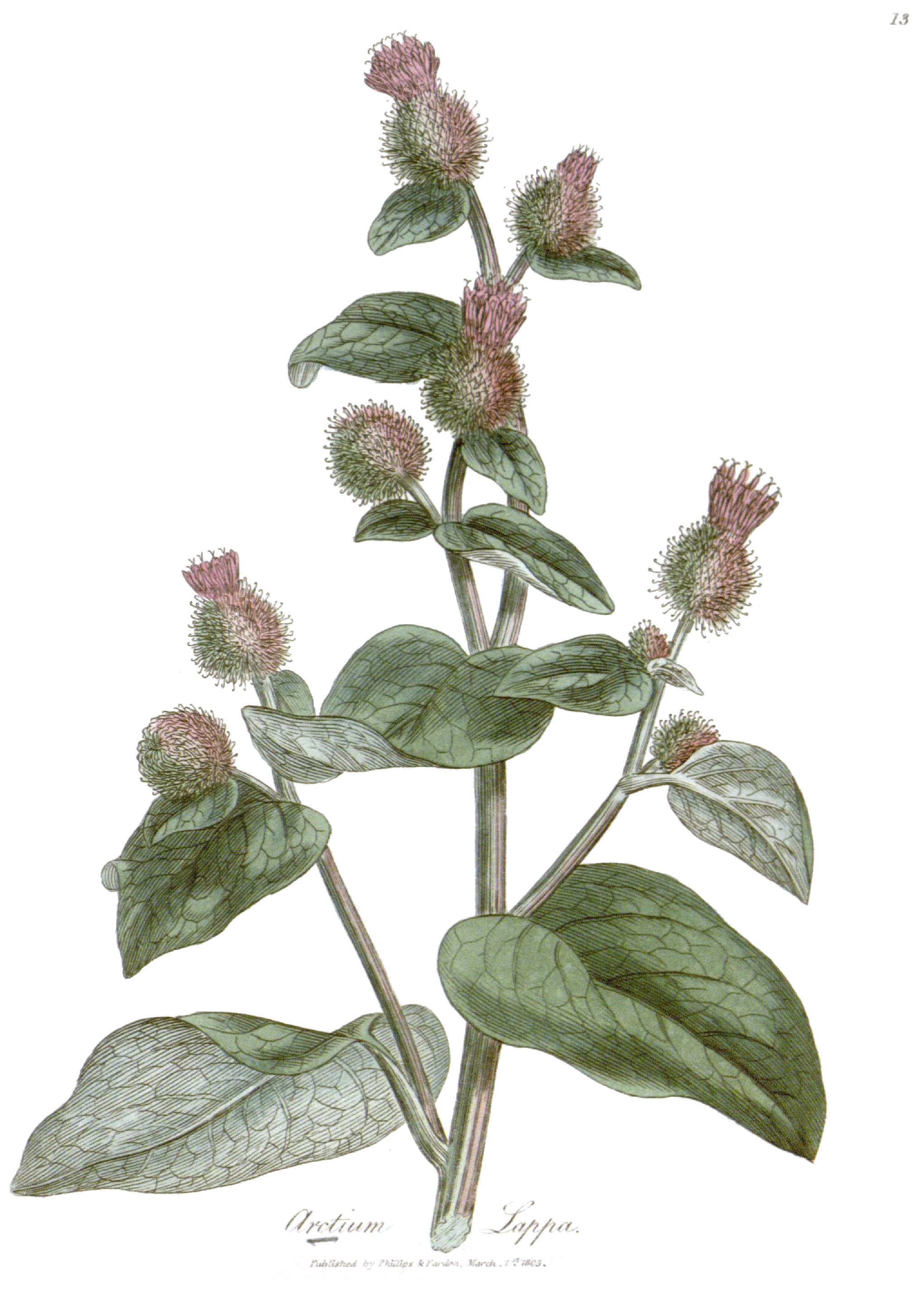 1832 Greater Burdock botanical illustration.