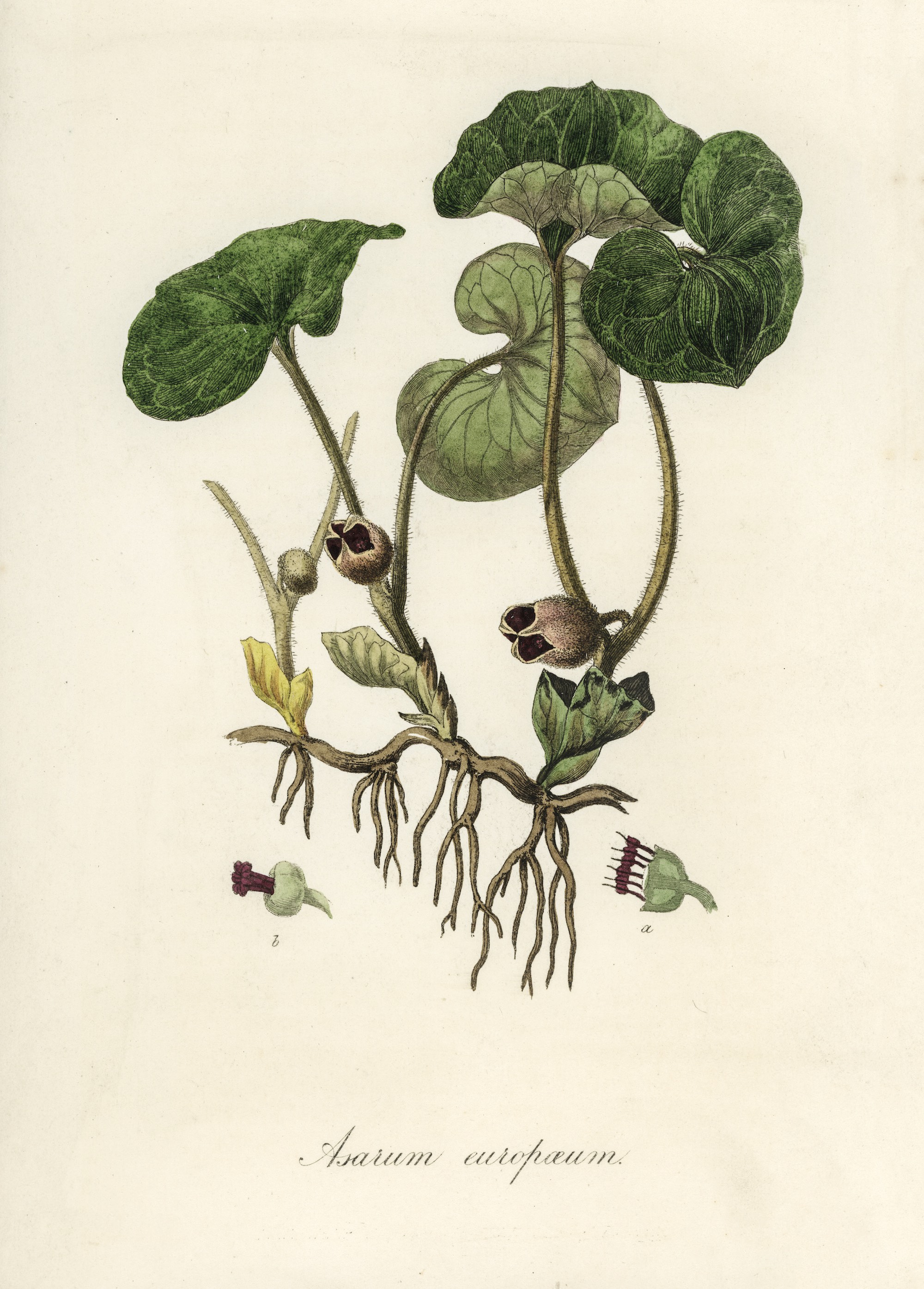 1836 Wild Ginger botanical illustration by John Stephenson.