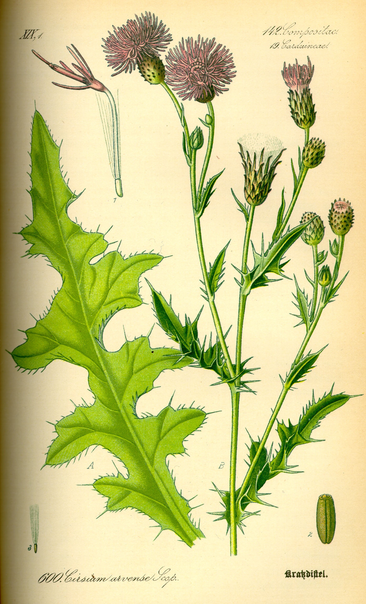 1885 Canada Thistle botanical illustration.