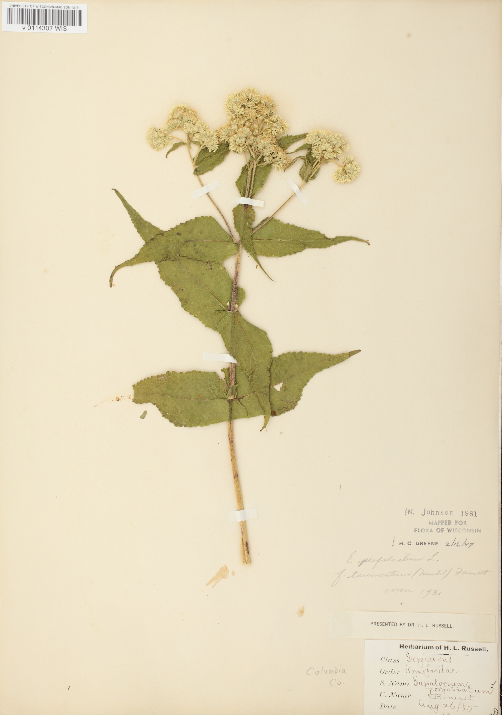 Common Boneset specimen collected in Poynette, Wisconsin on August 26, 1885.