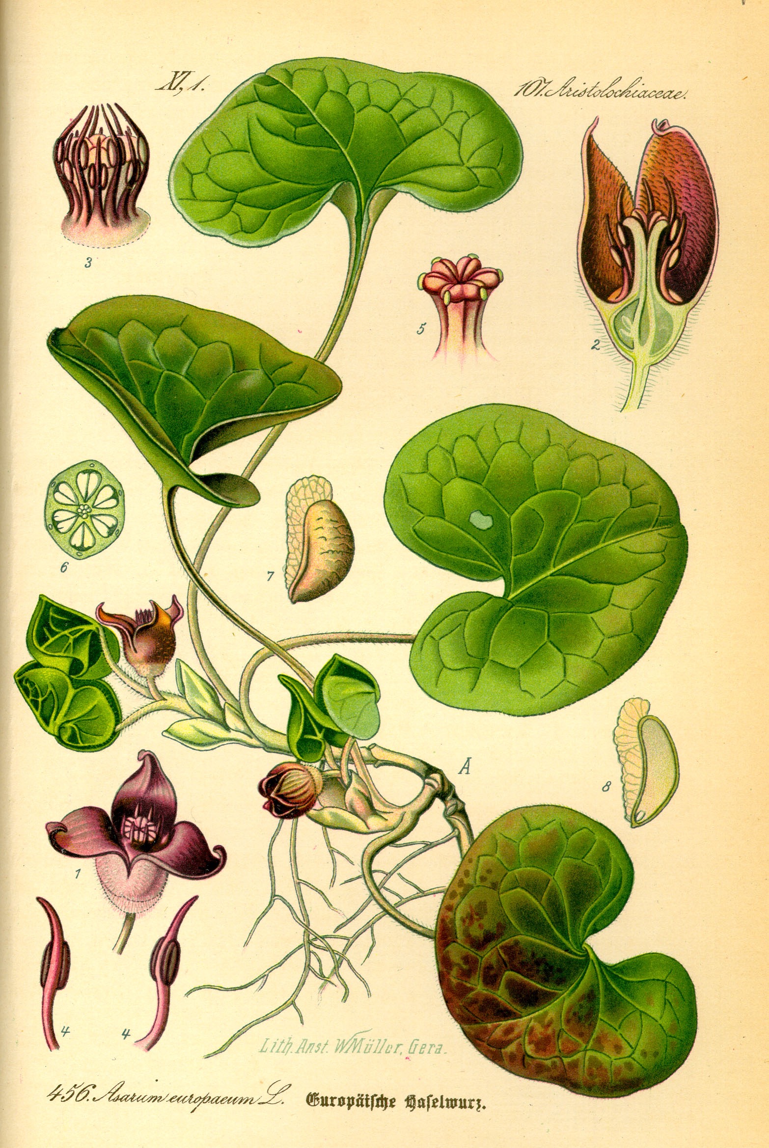 1885 Wild Ginger botanical illustration by Otto Wilhelm.
