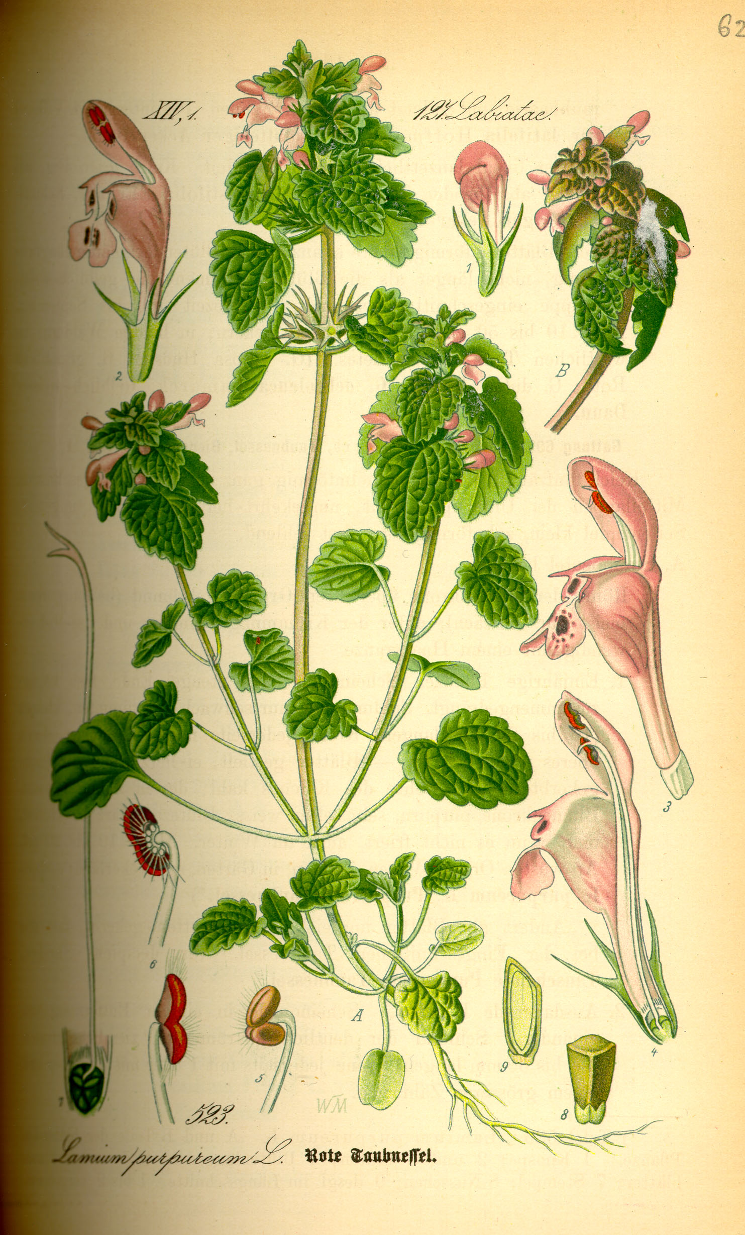 1885 botanical illustration of Lamium purpureum bu  Dr. Otto Wilhelm Thomé.