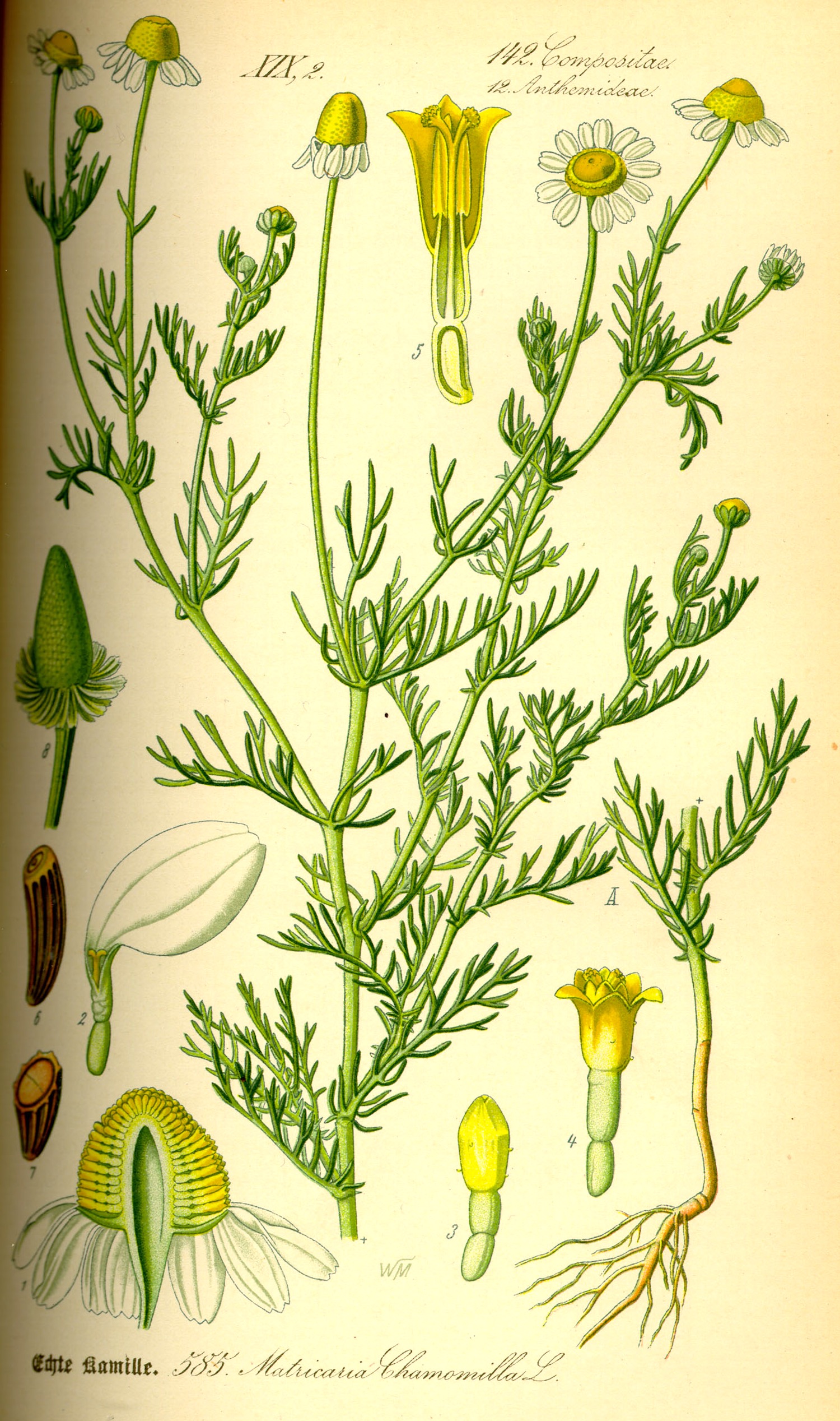 1885 Chamomile botanical illustration.
