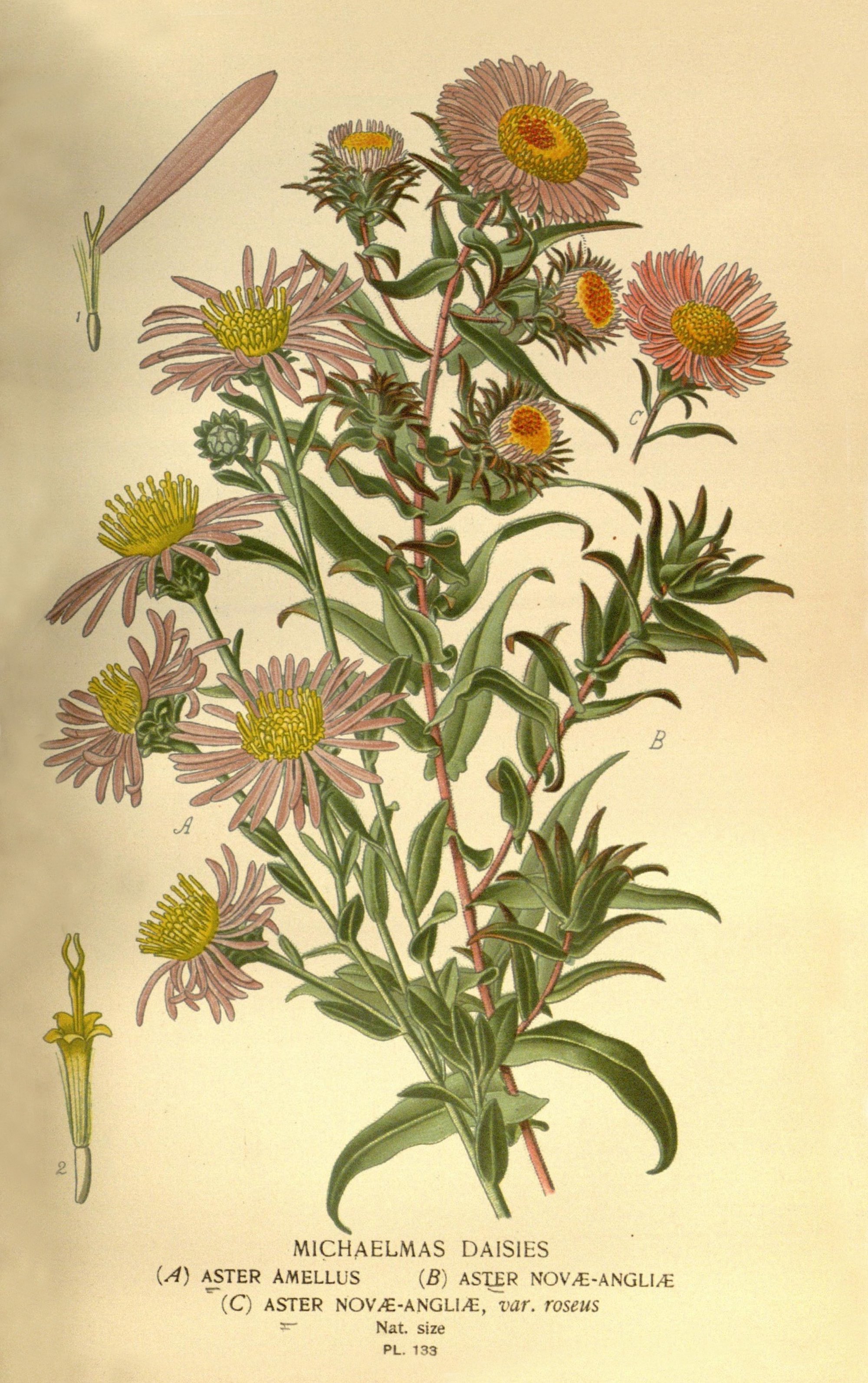 1887 New England Aster botanical illustration.