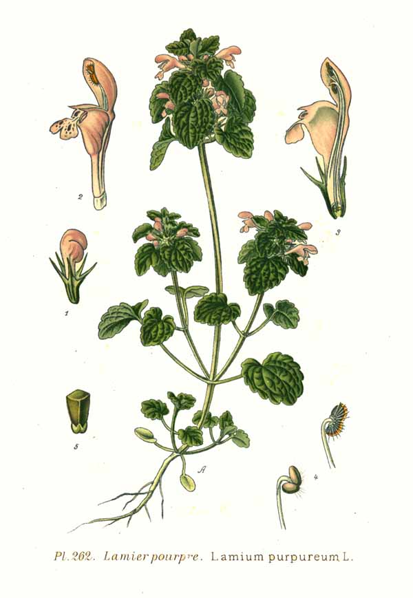 1891 botanical illustration of Lamium purpureum.