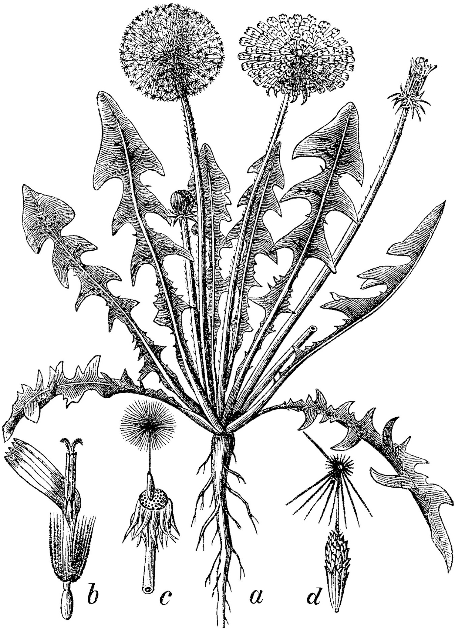 Dandelion illustration by Martin Cilenšek circa 1892.
