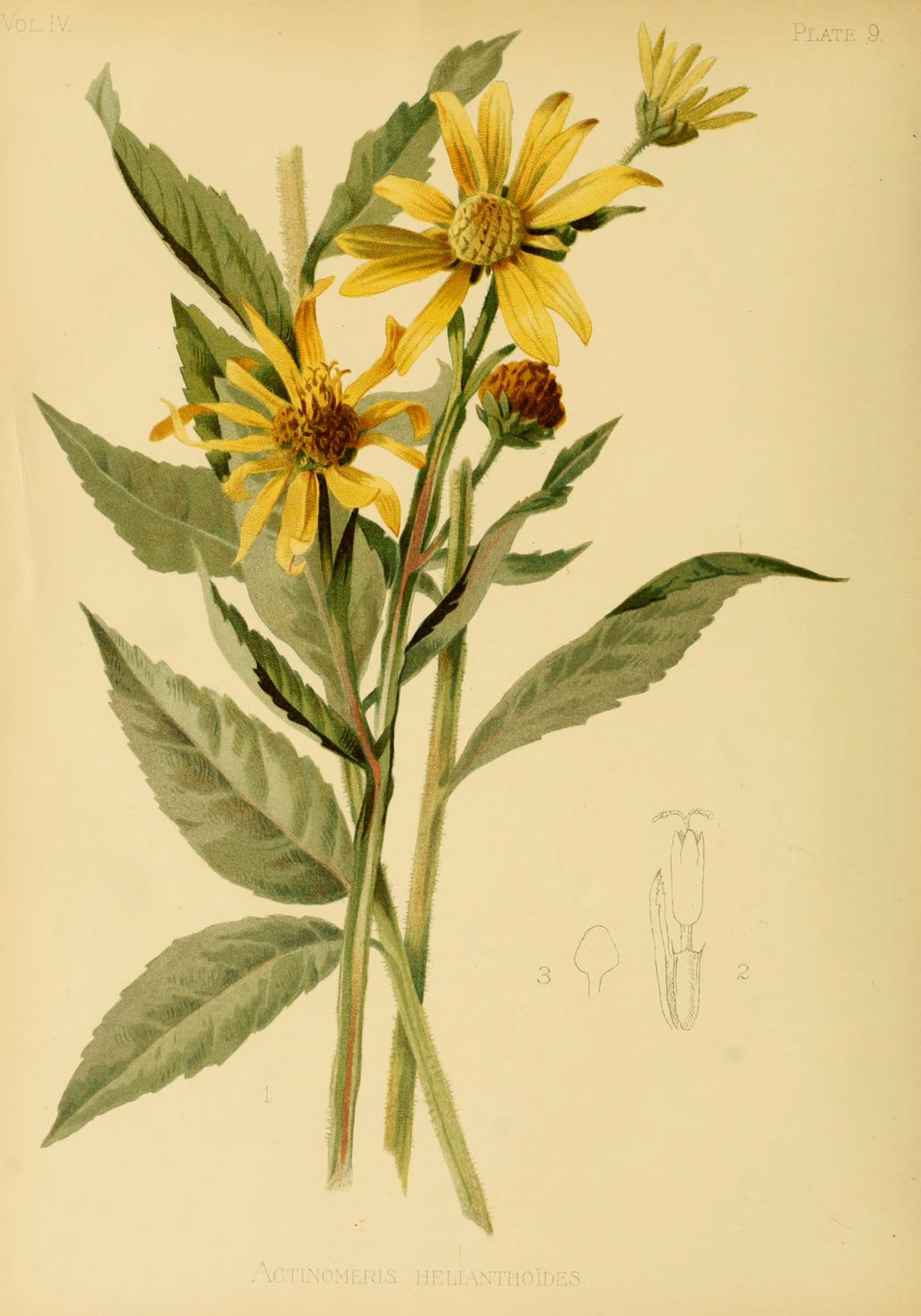 1894 False Sunflower botanical illustration.