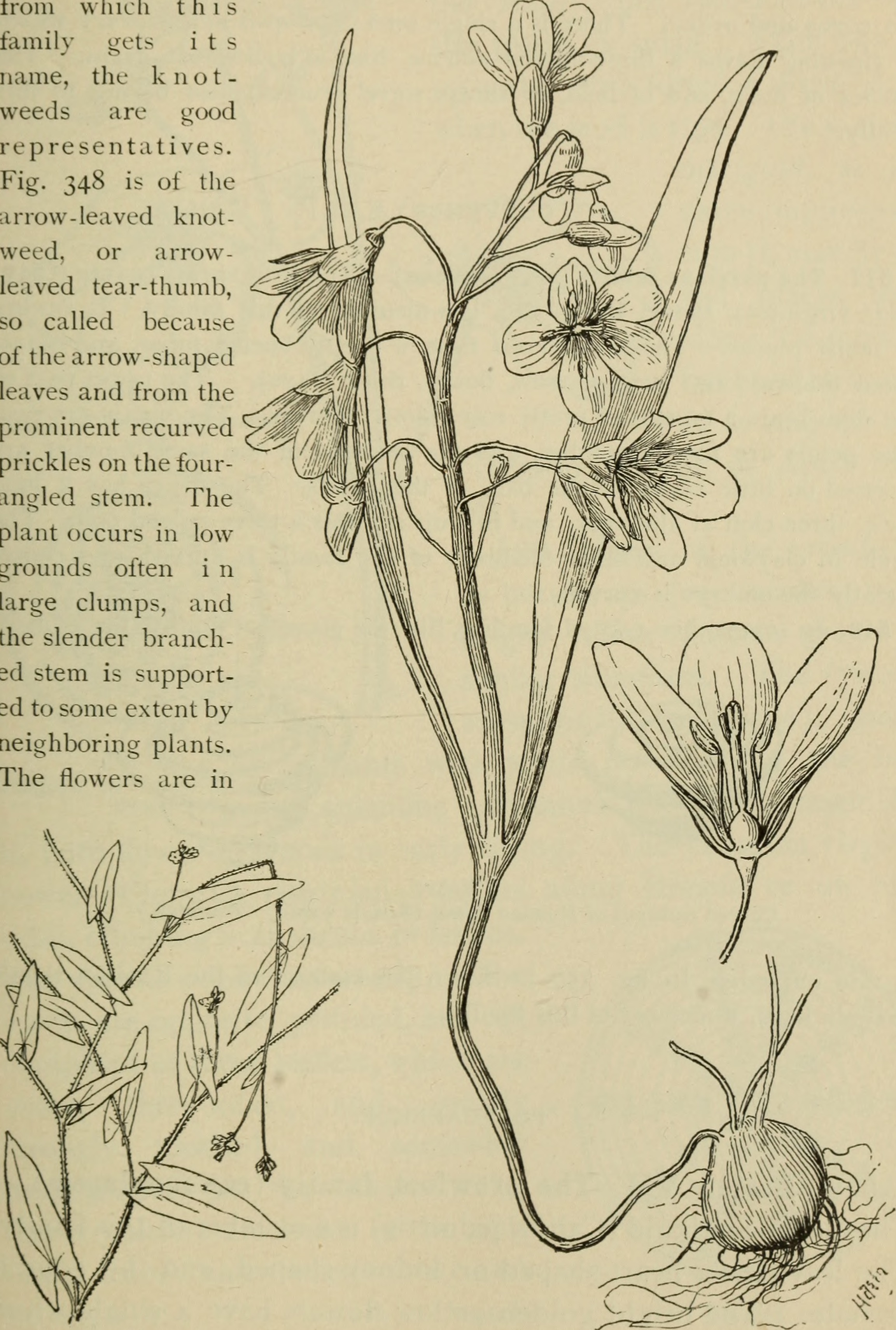 1898 botanical illustration of Springbeauty (Claytonia Virginica).