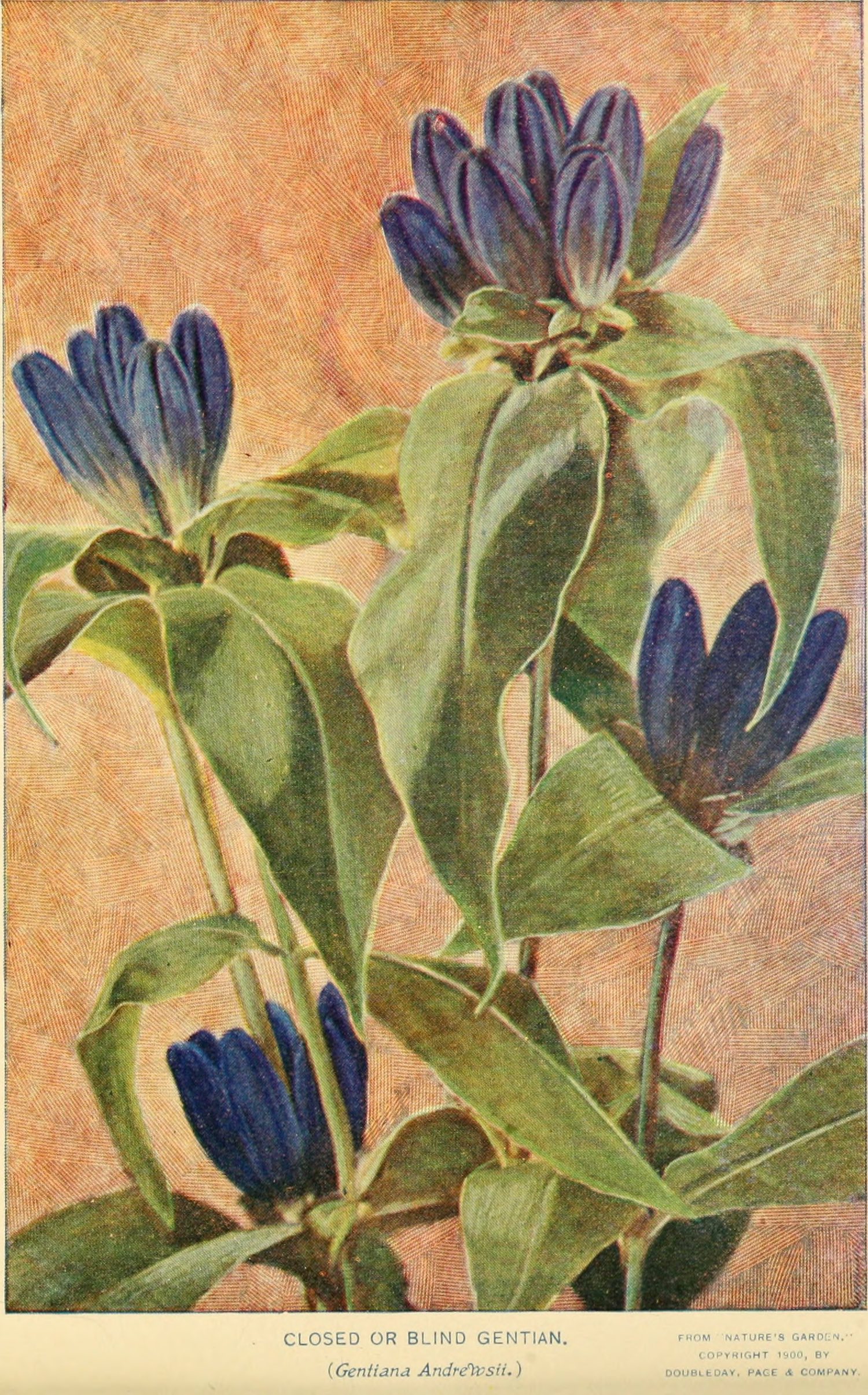 Closed Gentian botanical illustration circa 1900.
