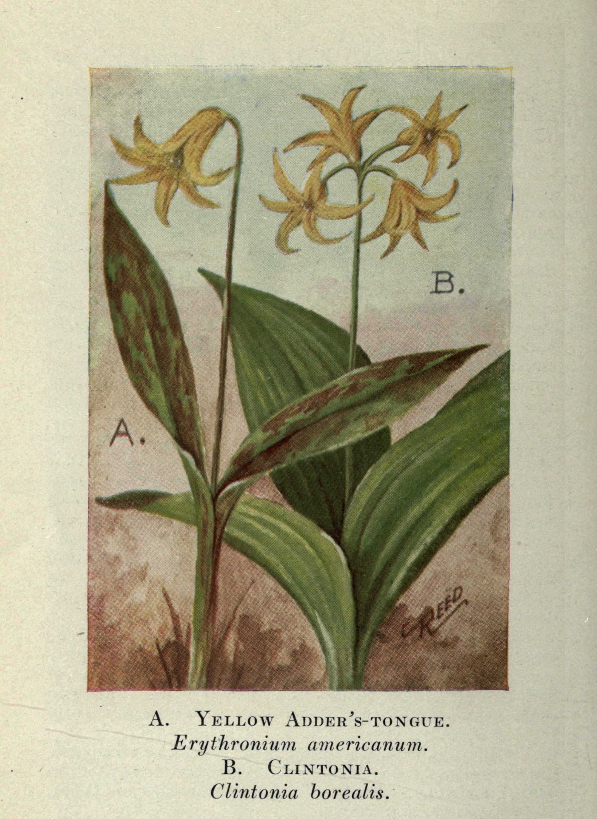 1910 Trout Lily Erythronium americanum Trout Lily botanical illustration.